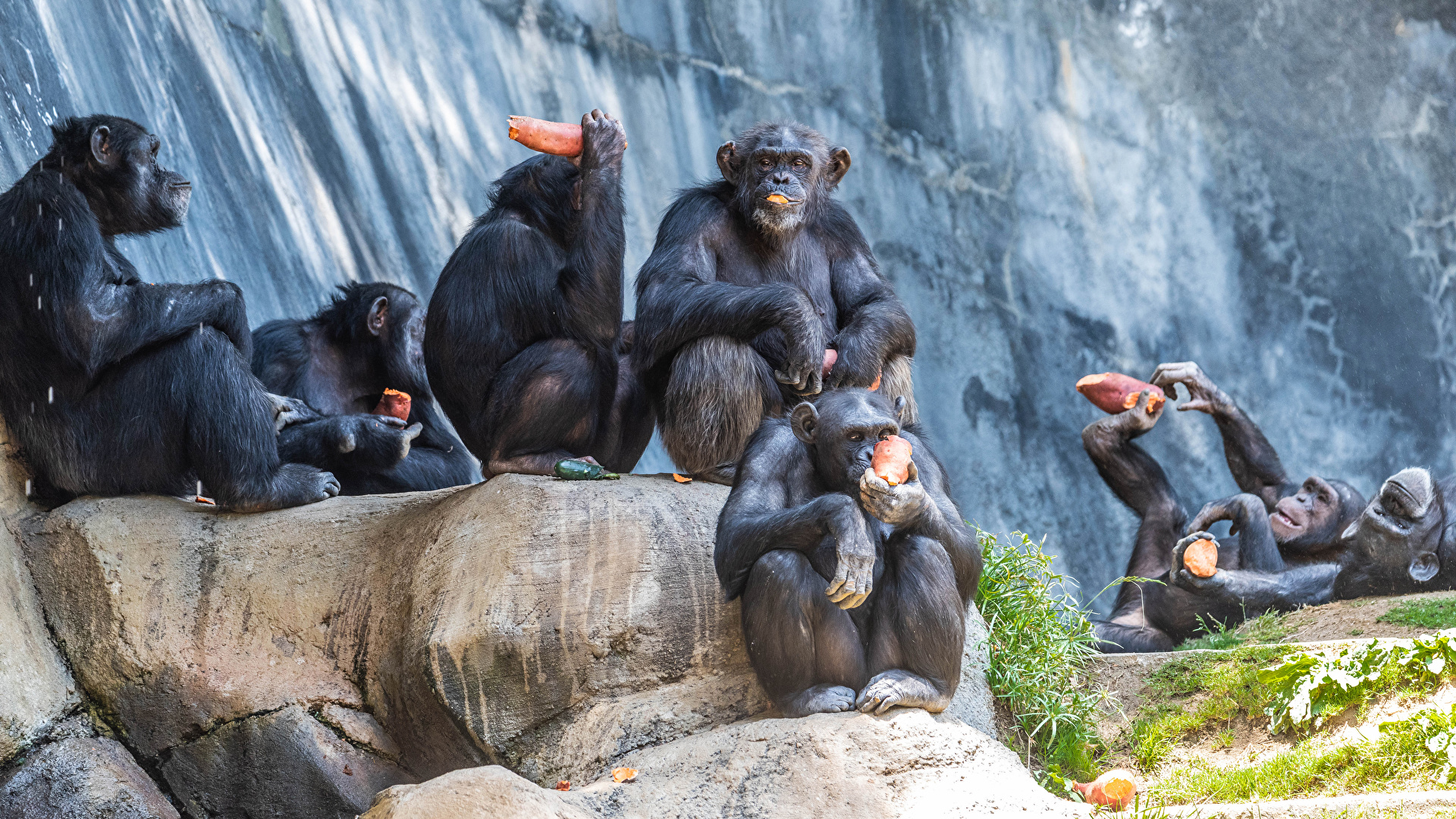 壁紙 19x1080 サル 座っ 動物 ダウンロード 写真