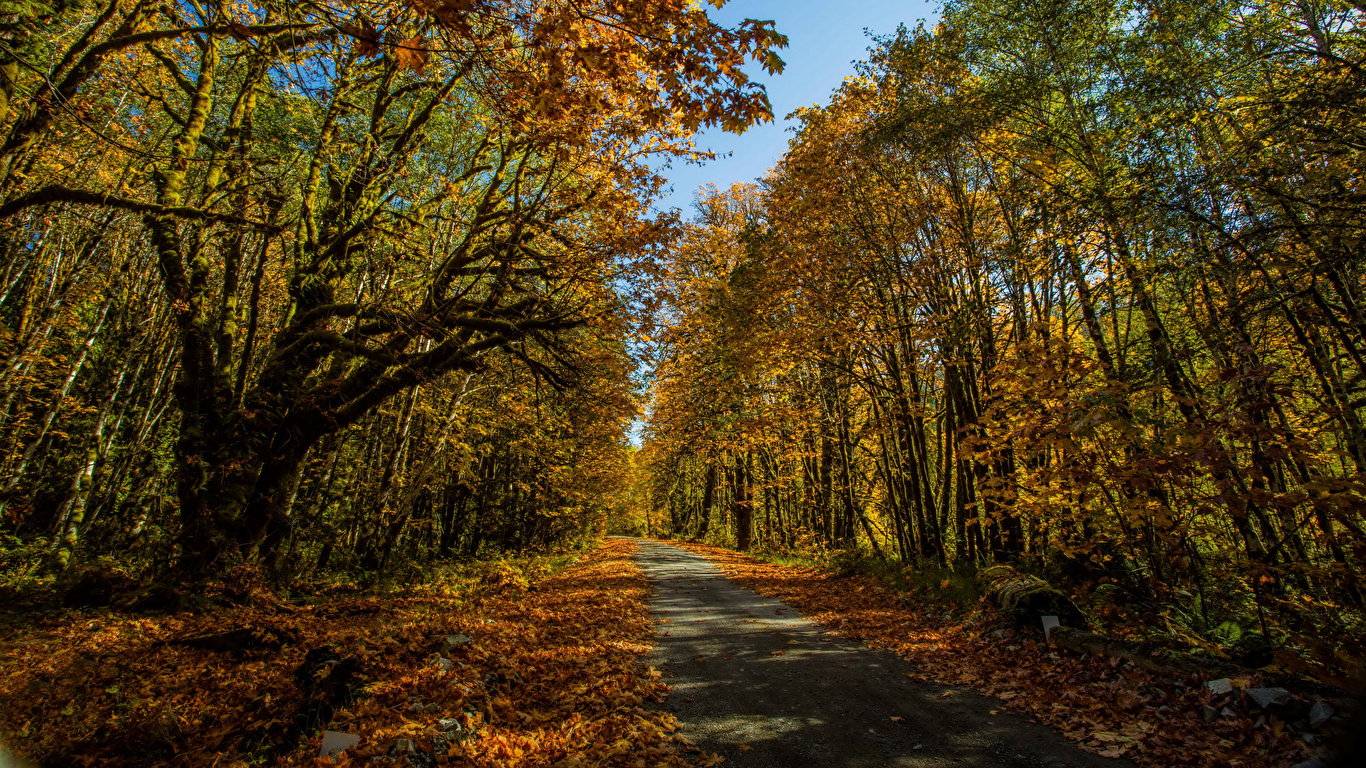 Pictures Leaf Trail Autumn Nature Forest Trees 1366x768 0399