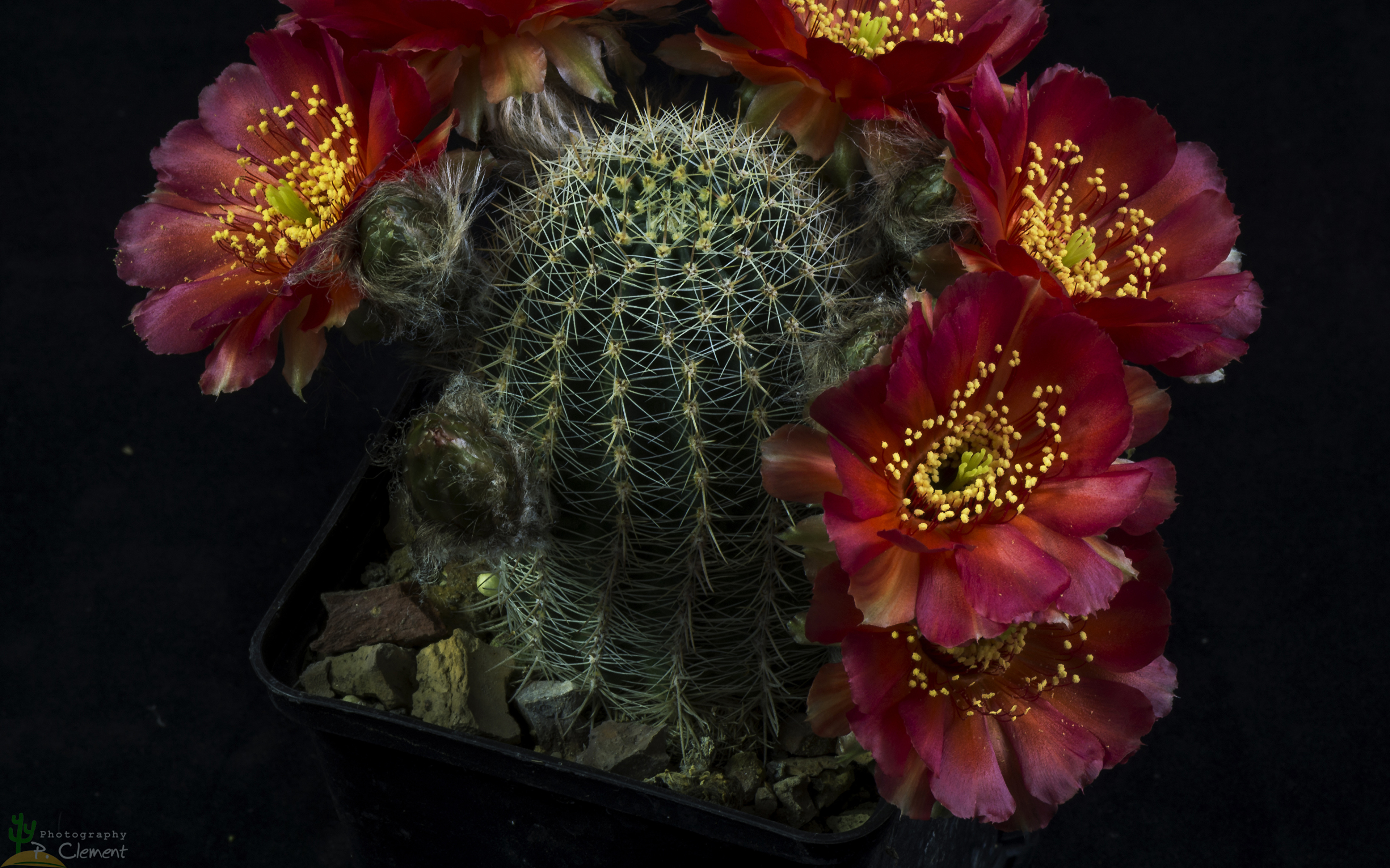 Фото бордовые Цветы Кактусы вблизи на черном фоне 3840x2400