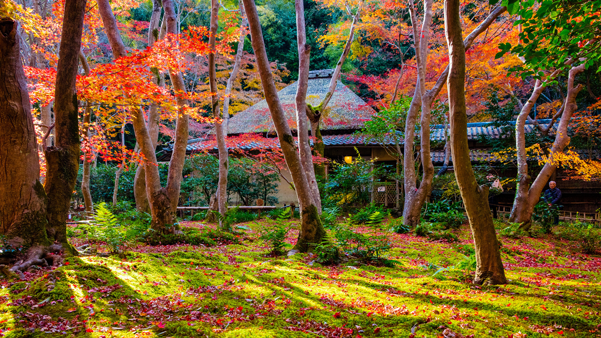 壁紙 19x1080 日本 京都市 秋 公園 木 自然 ダウンロード 写真