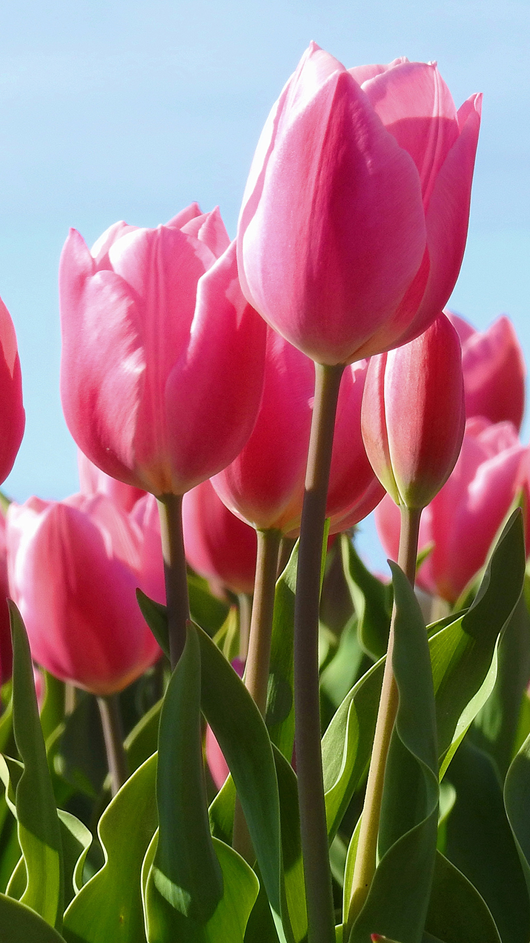 Fondos de Pantalla 1080x1920 Tulipas De cerca Rosa color Flores descargar  imagenes