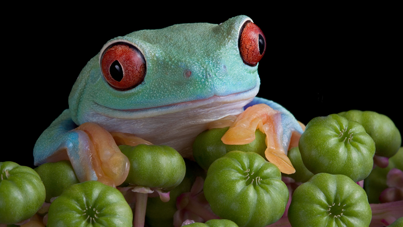 Picture frog Tomatoes Closeup Animals 1366x768