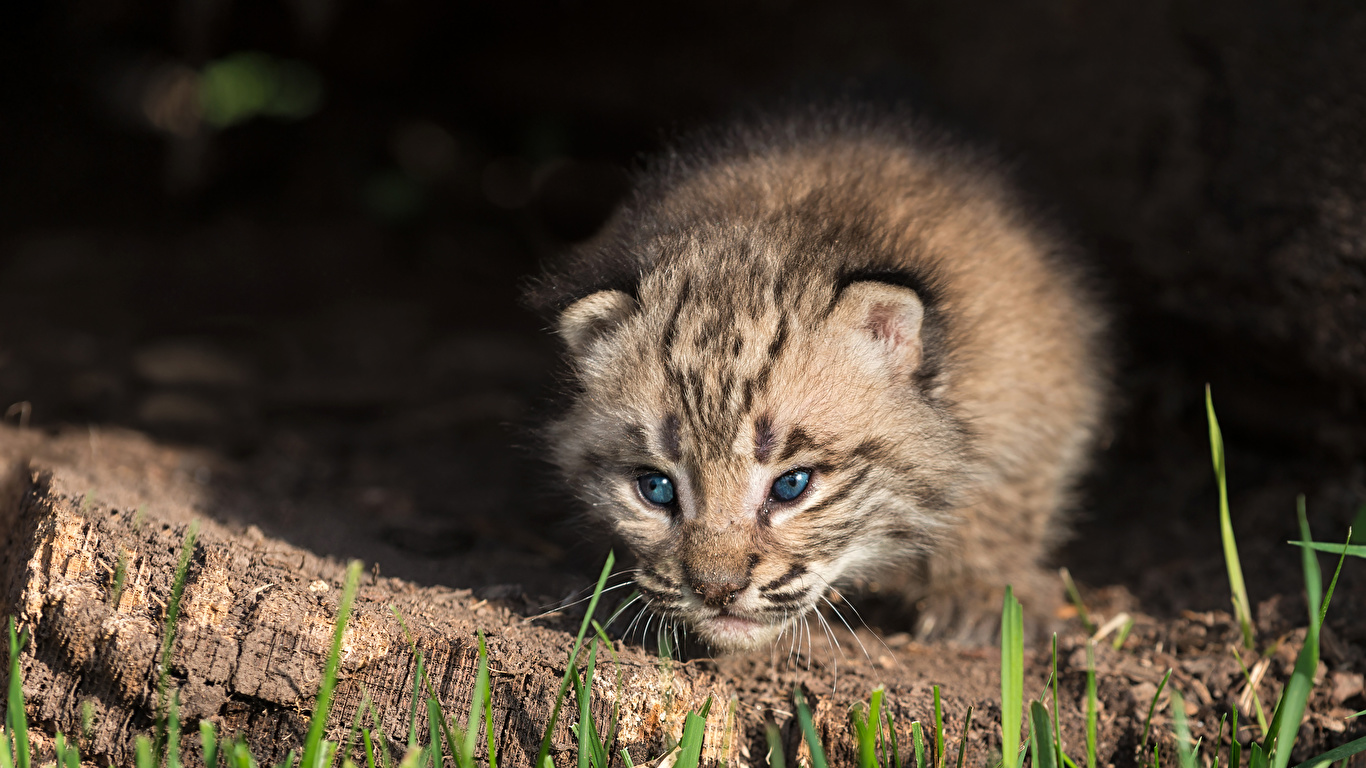 Photo lynxes Big cats Cubs animal 1366x768