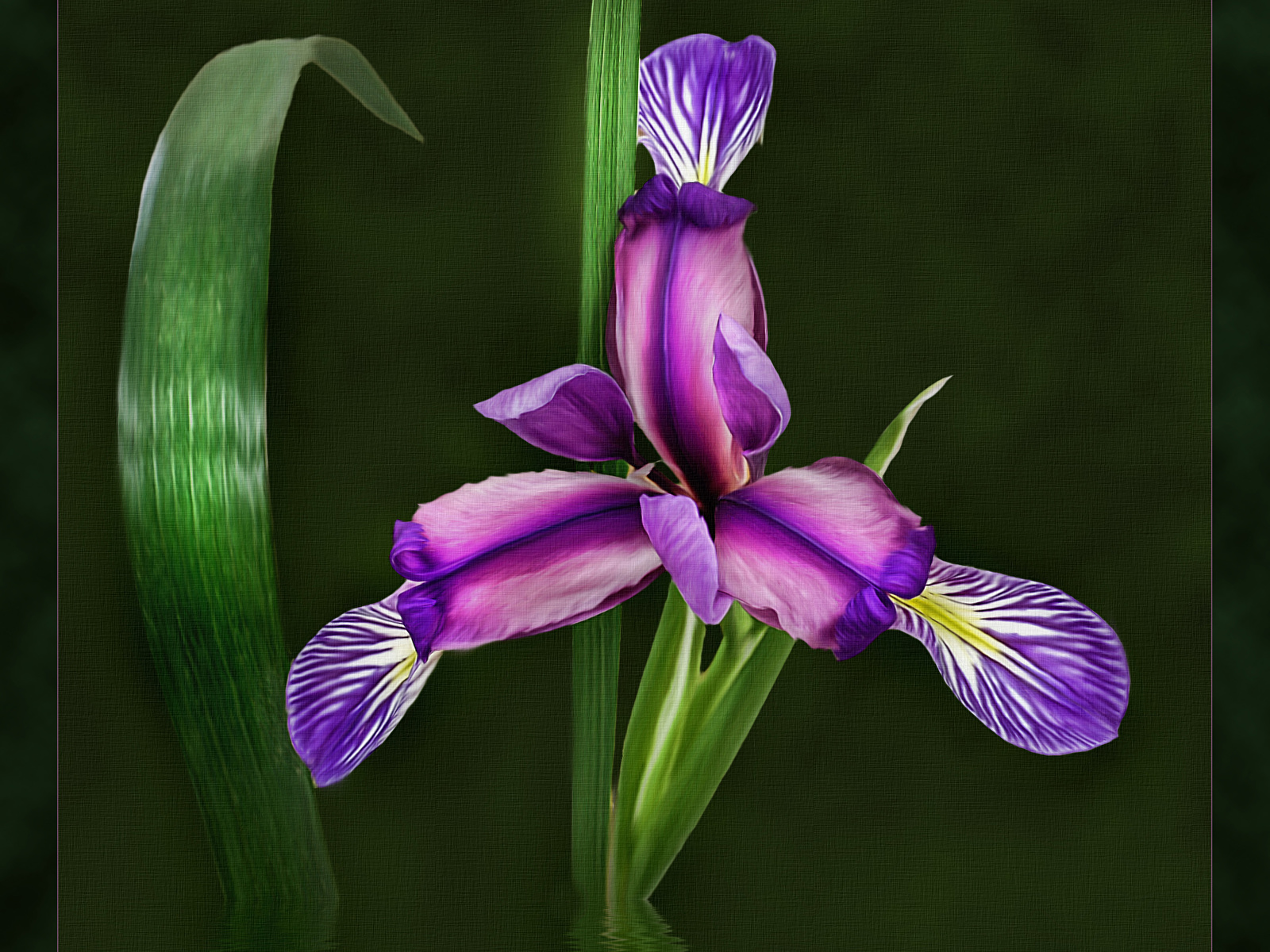 Photo iris Flowers Painting Art 1600x1200