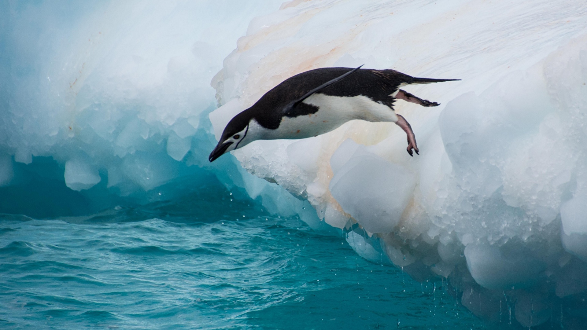 壁紙 19x1080 ペンギン 水 Chinstrap Penguin 飛び 氷 動物 ダウンロード 写真