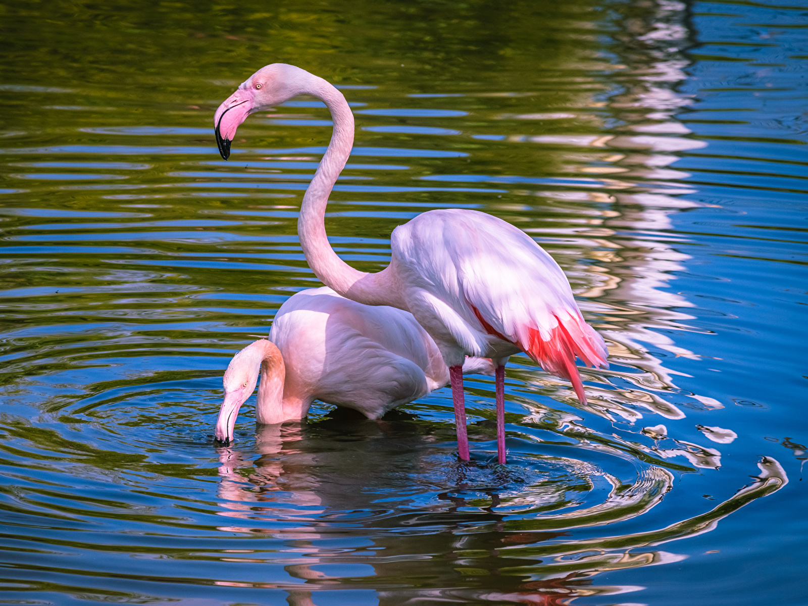 Images Birds Flamingo 2 Pink color Water animal 1600x1200