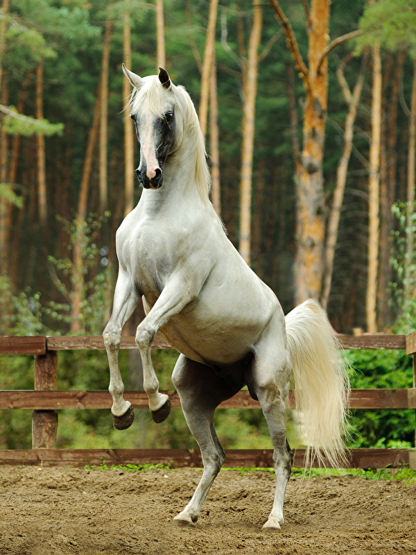 Wallpaper Horses White Animals 600x800