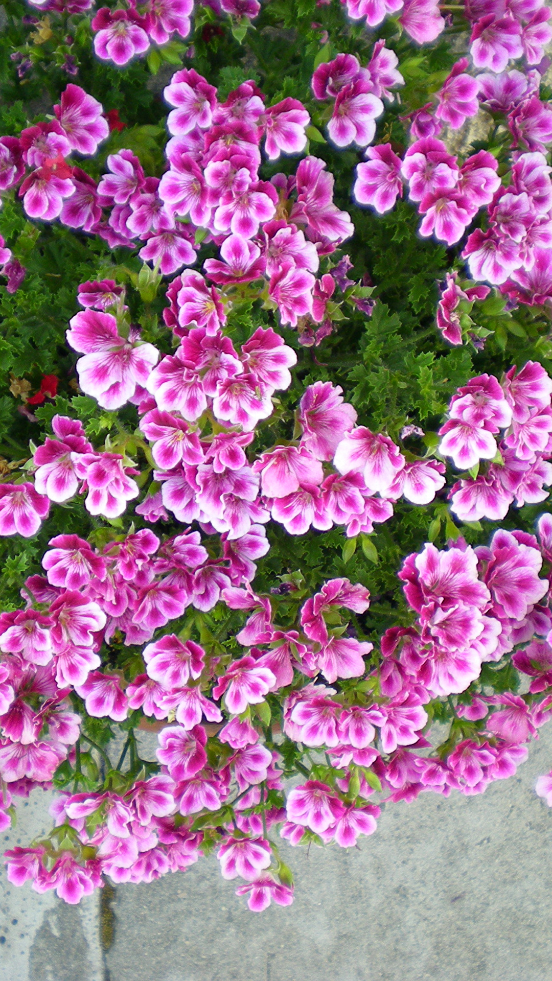 Desktop Wallpapers Pink color Flowers Geranium 1080x1920