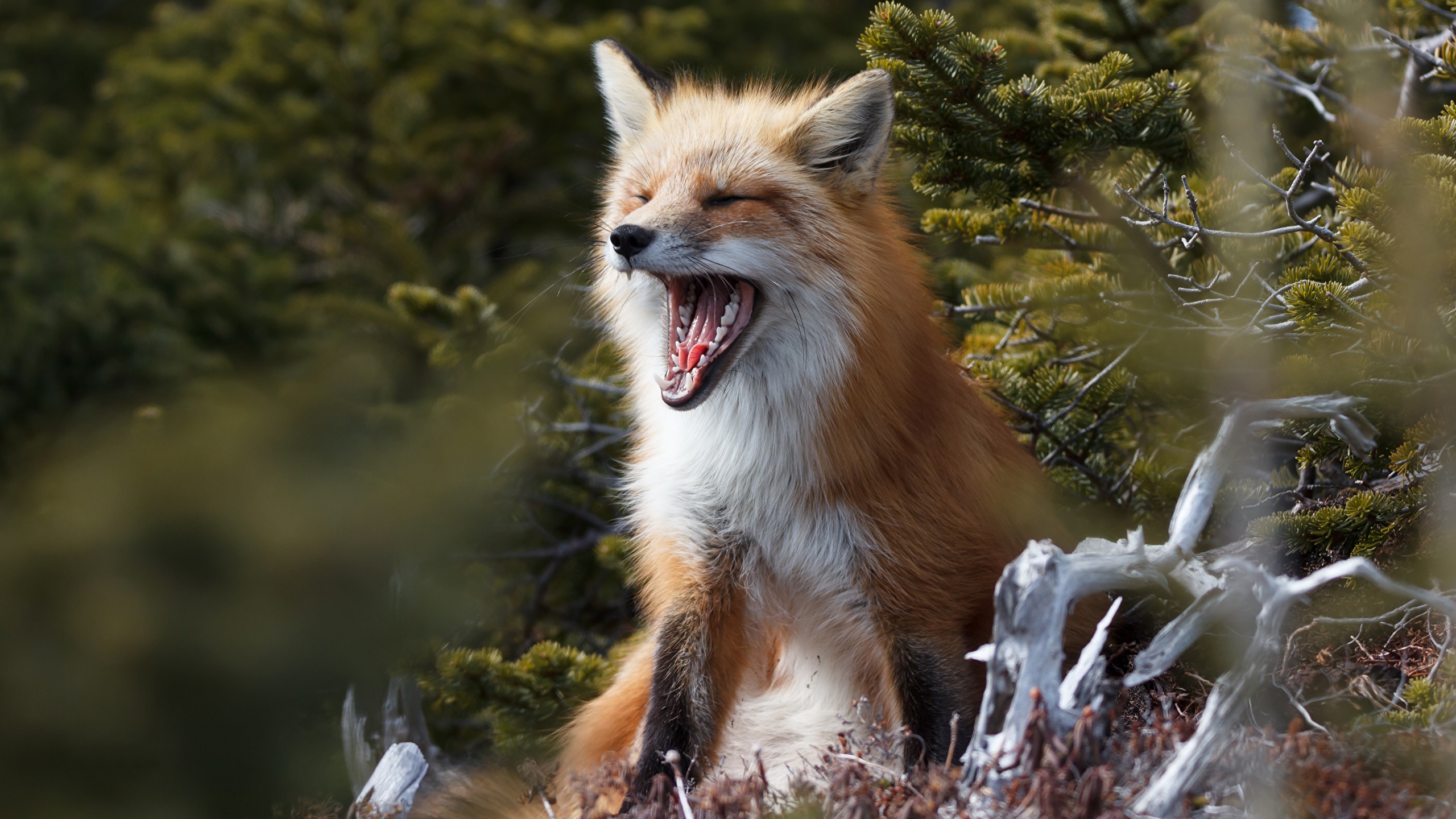 Pictures Foxes Yawning Animal 2560x1440