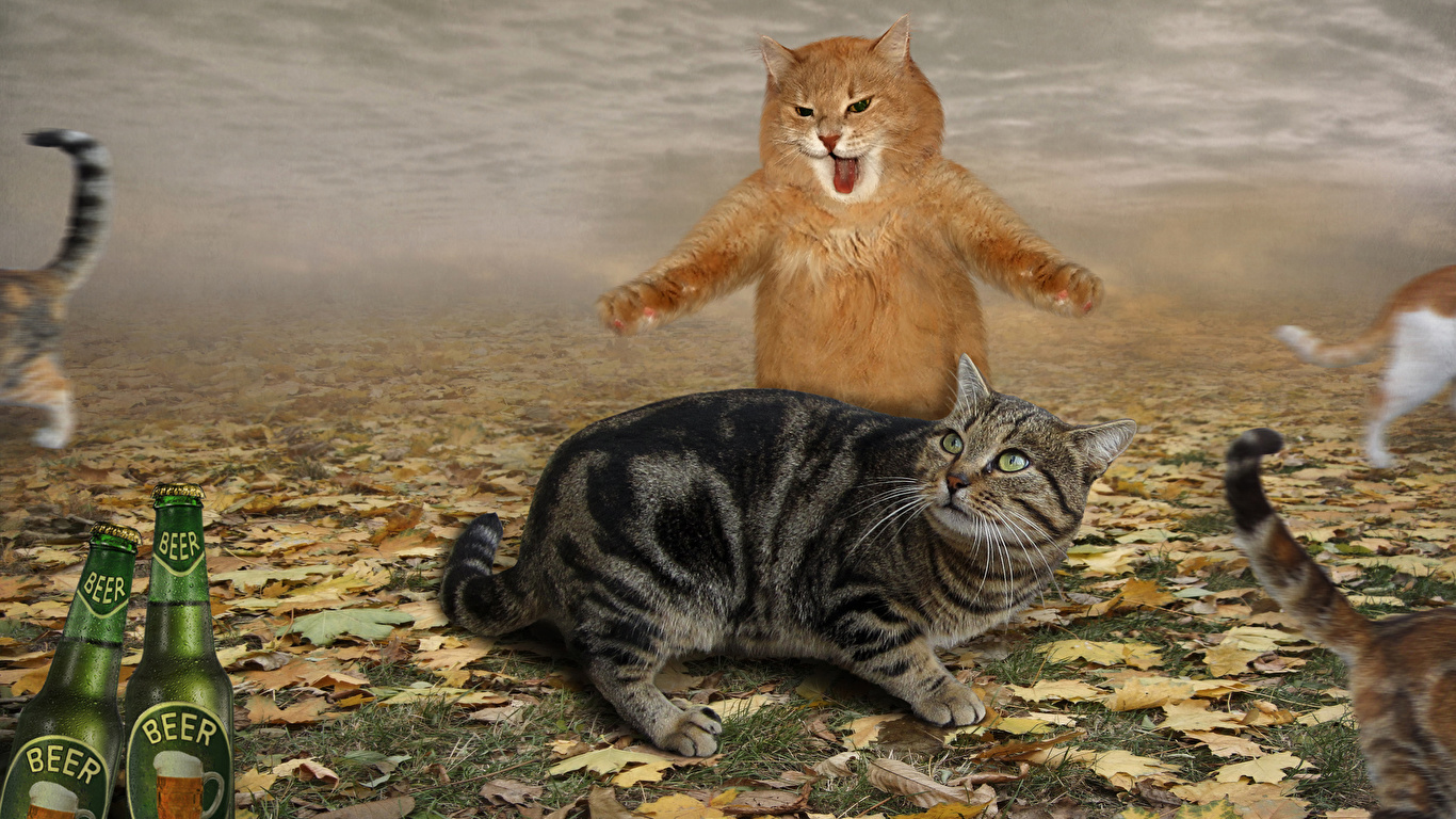 壁紙 1366x768 飼い猫 恐怖 叫ぶ おもしろい 動物 ダウンロード 写真