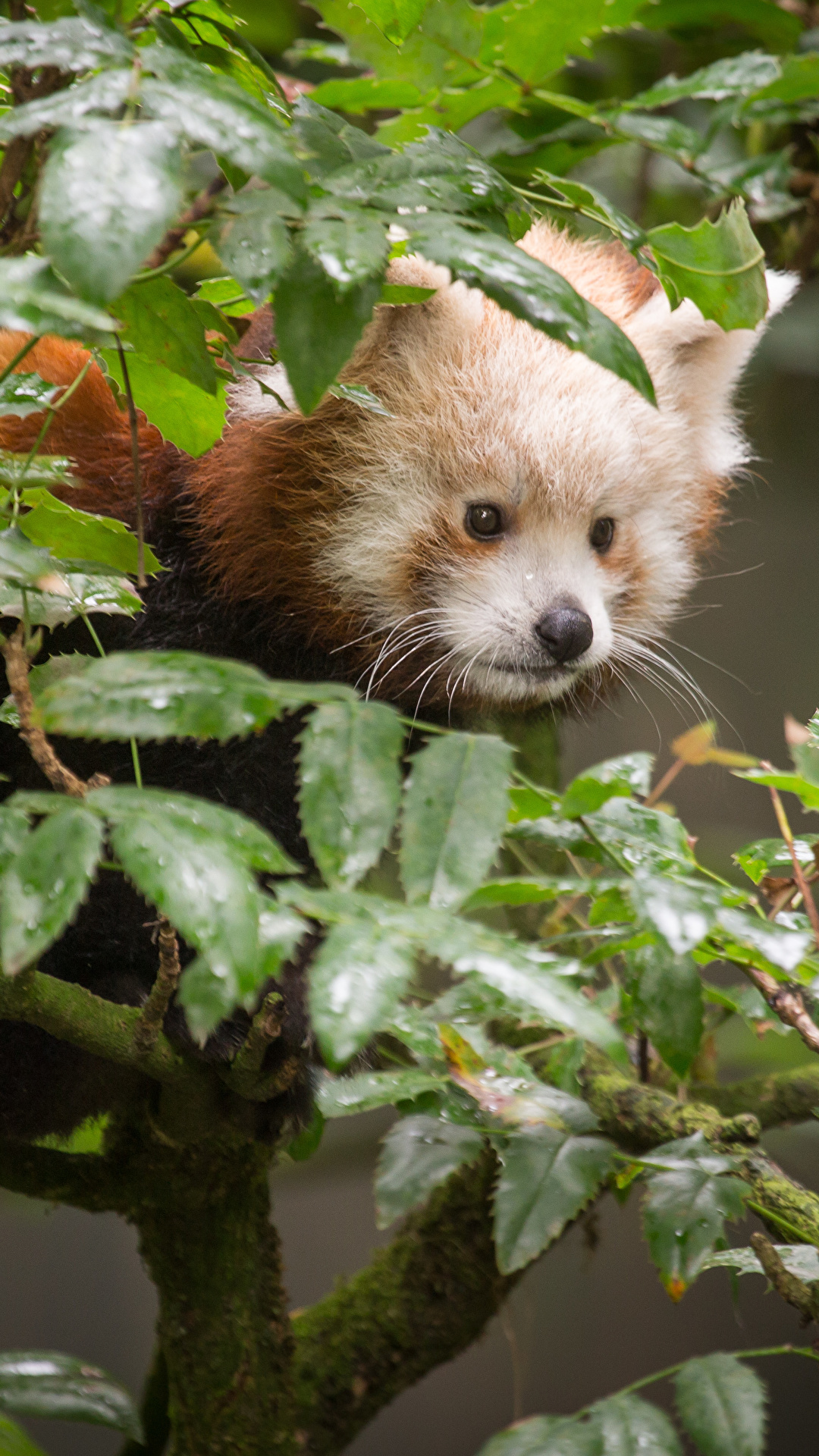 Pictures Red Panda Giant Panda Leaf Animals 1080x1920