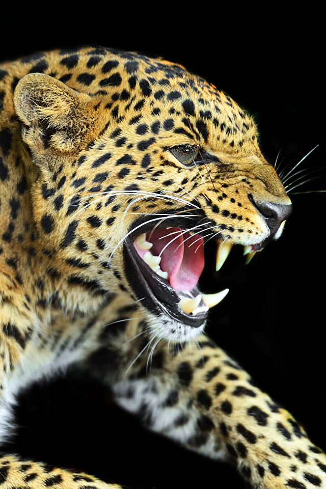 Image leopard Big cats Canine tooth fangs Teeth angry Snout 640x960