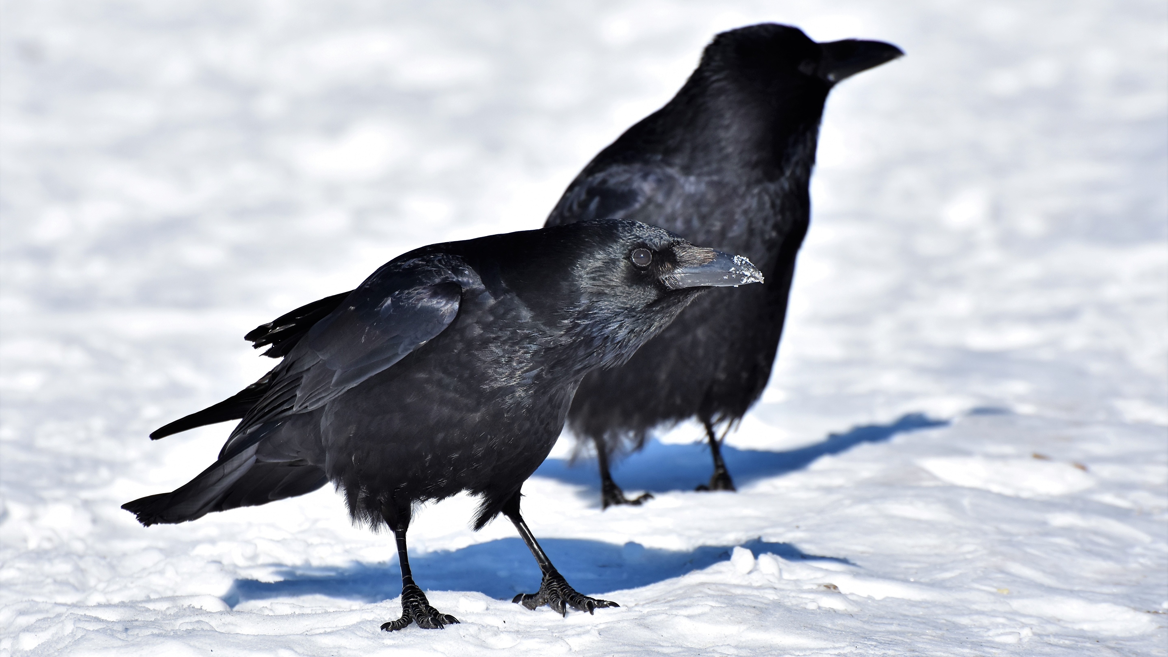 Fonds Decran 3840x2160 Oiseau Hiver Corbeaux Neige Deux Bec