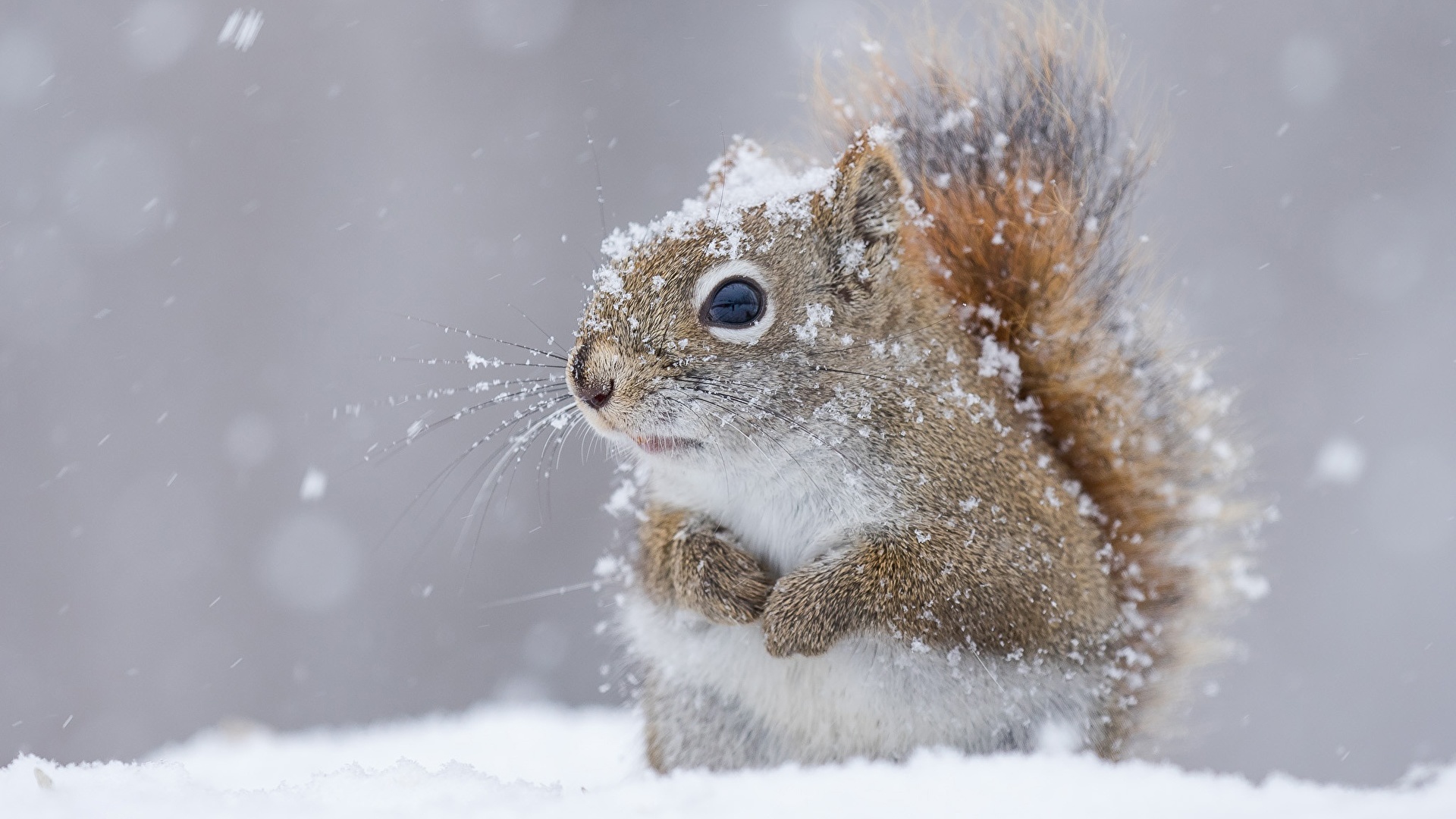 壁紙 19x1080 リス クローズアップ 雪 動物 ダウンロード 写真