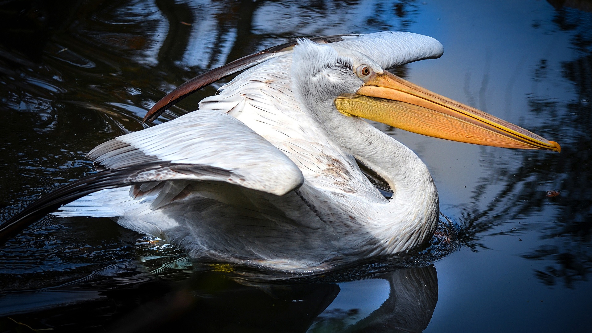 壁紙 19x1080 ペリカン 鳥類 くちばし 動物 ダウンロード 写真