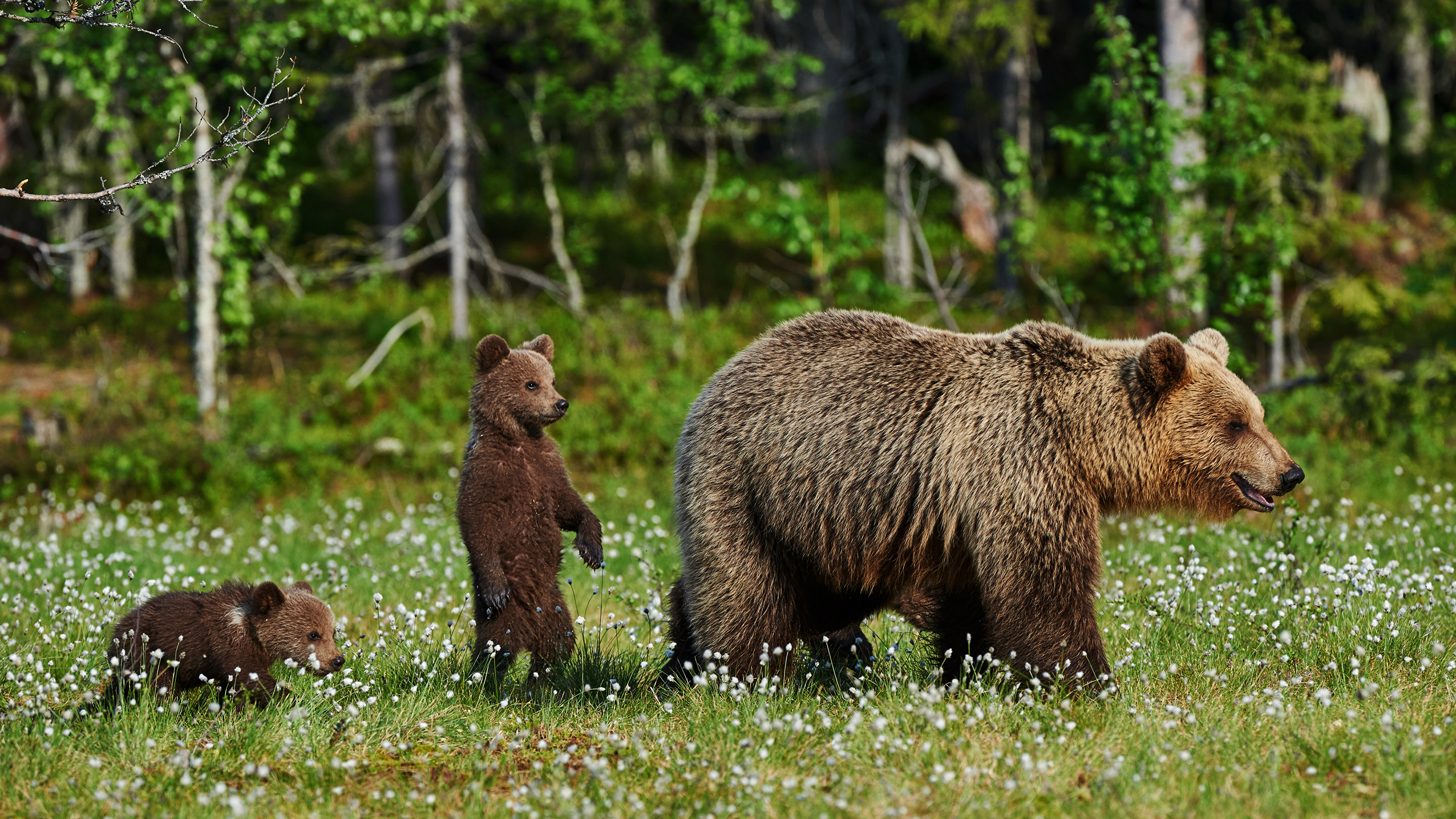 Популяция бурых медведей