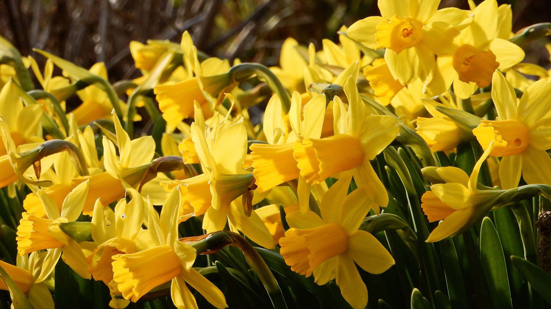 Photo Yellow Flowers Narcissus Closeup 1920x1080