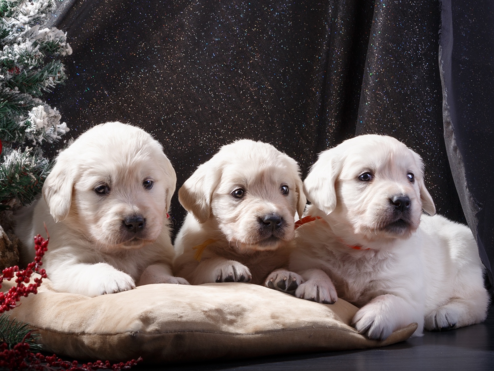 christmas lab puppy wallpaper