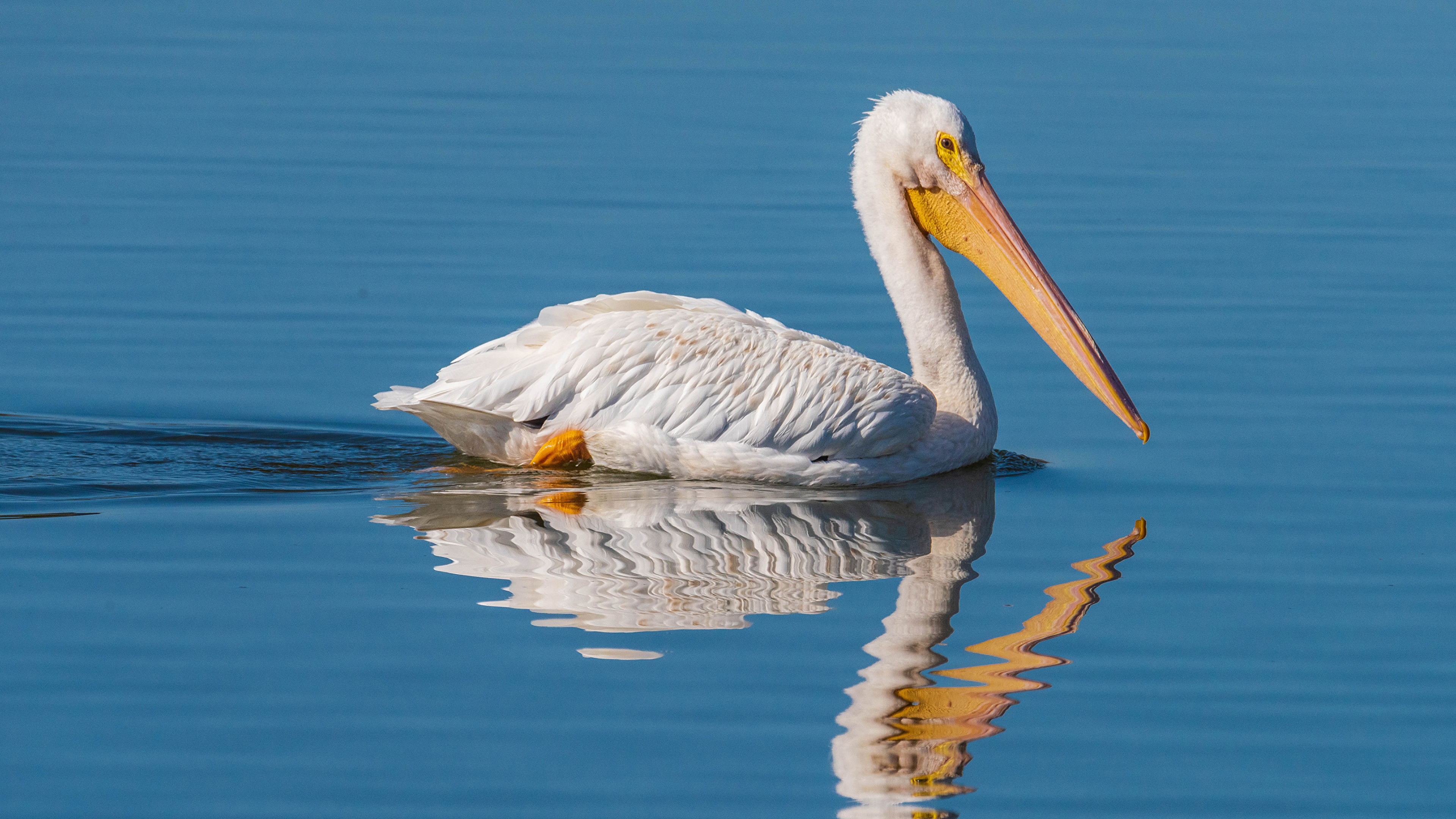 Pelican. Пеликан Филипп. Пеликан птица. Родина пеликана. Птица Пеликан детям.