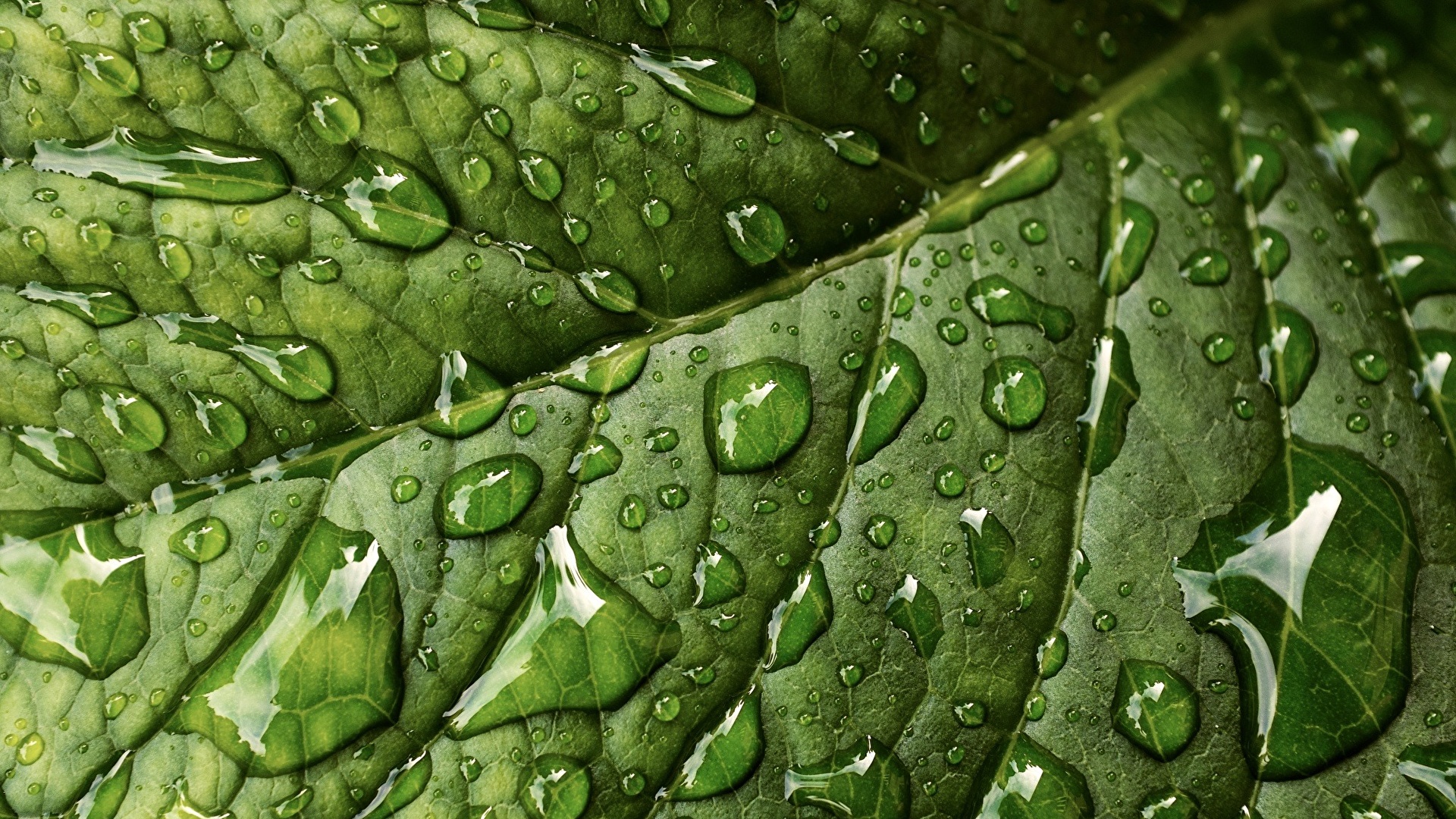壁紙 19x1080 クローズアップ 接写 テクスチャー 木の葉 水滴 緑 自然 ダウンロード 写真