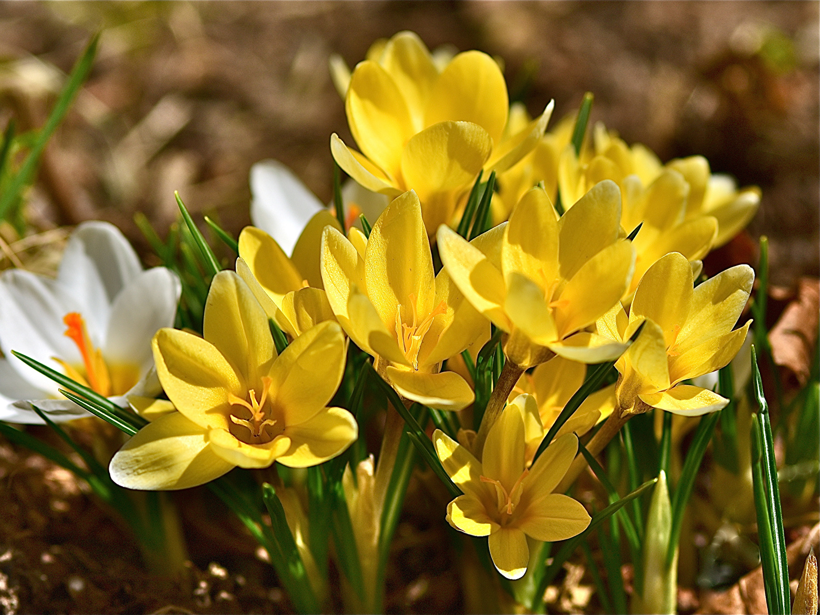 Fondos de Pantalla 1600x1200 Crocus De cerca Amarillo Flores descargar