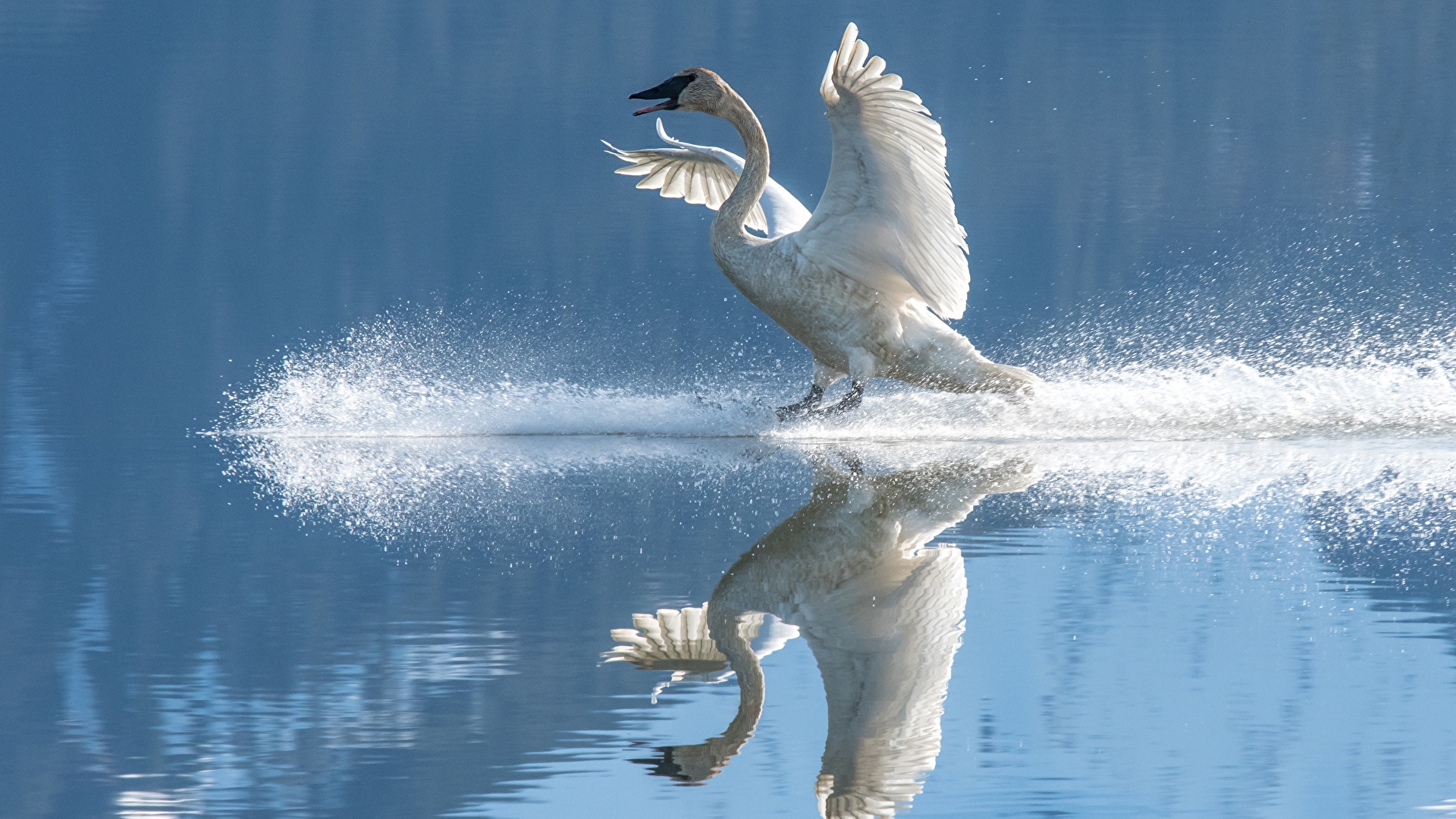 photos du net - Page 20 Water_Birds_Swans_Reflection_Wings_Water_splash_575786_1920x1080