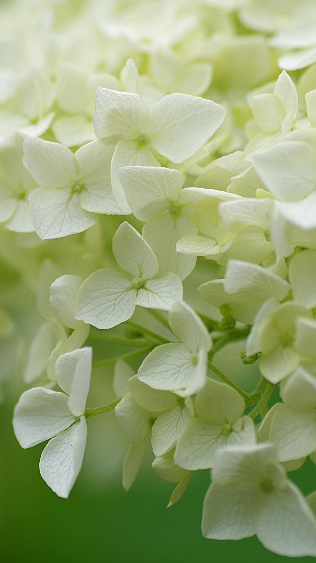 Desktop Wallpapers White Flower Hydrangea Closeup 1080x1920