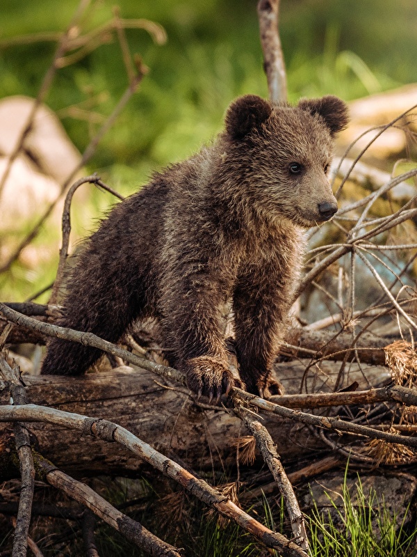 Pictures Brown Bears Bear Cubs Branches Animal 600x800