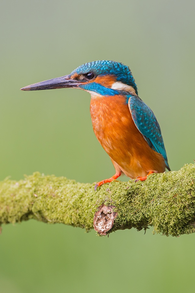 壁紙 640x960 鳥類 カワセミ 座っ 枝 コケ 動物 ダウンロード 写真