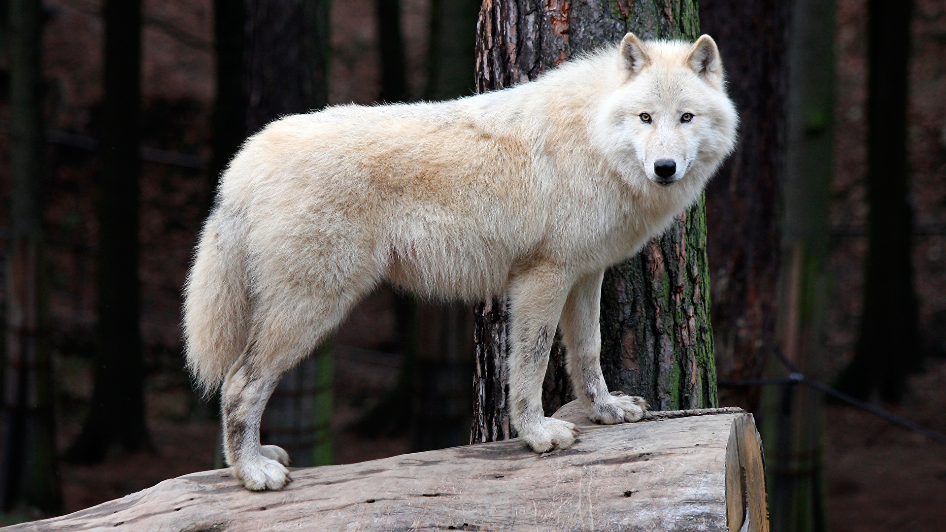 壁紙 19x1080 オオカミ 白 動物 ダウンロード 写真