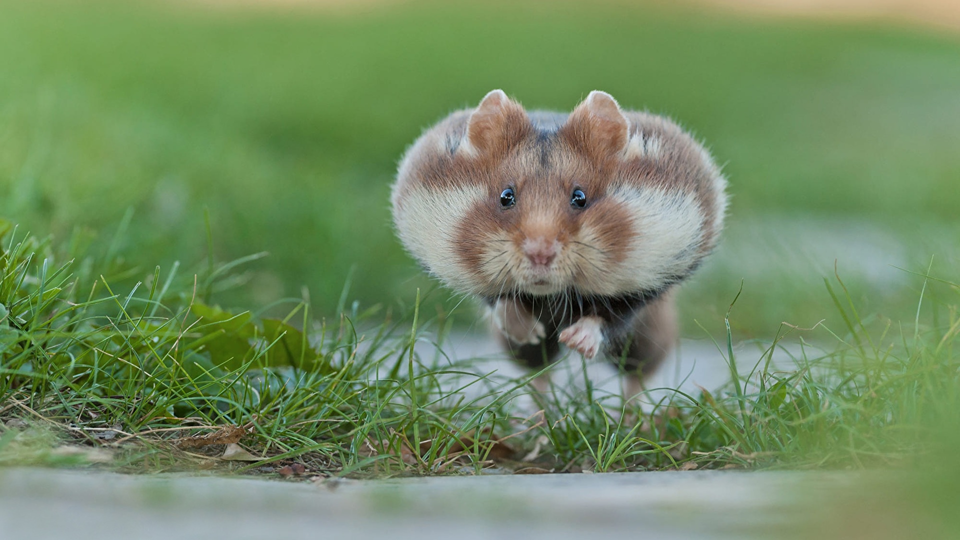 壁紙 19x1080 ハムスター ネズミ目 ランニング 飛び 動物 ダウンロード 写真