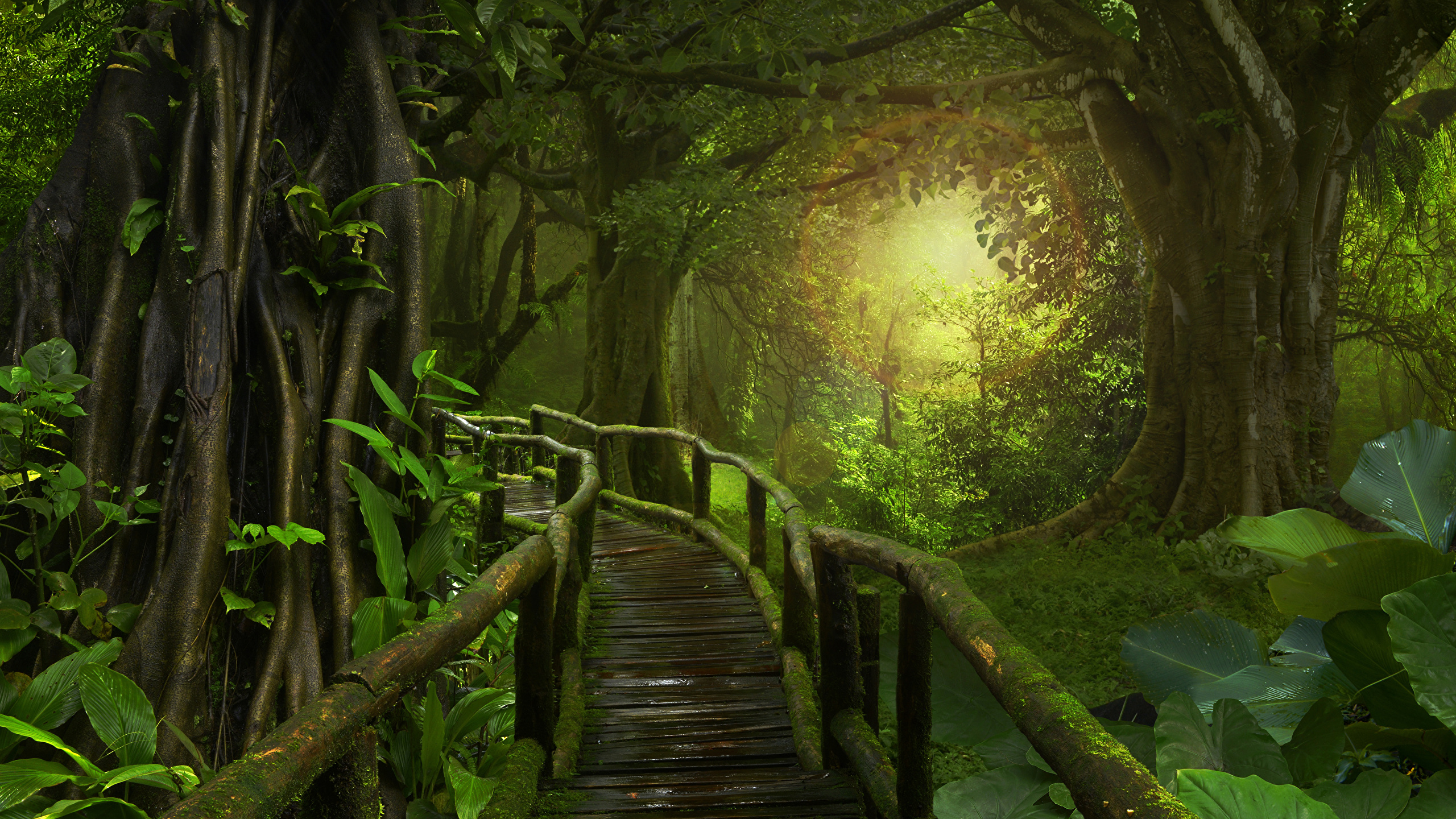 壁紙 2560x1440 森林 橋 Jungle コケ 自然 ダウンロード 写真