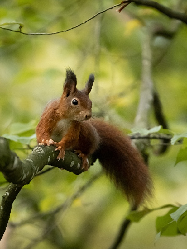 壁紙 600x800 リス 枝 木の葉 動物 ダウンロード 写真