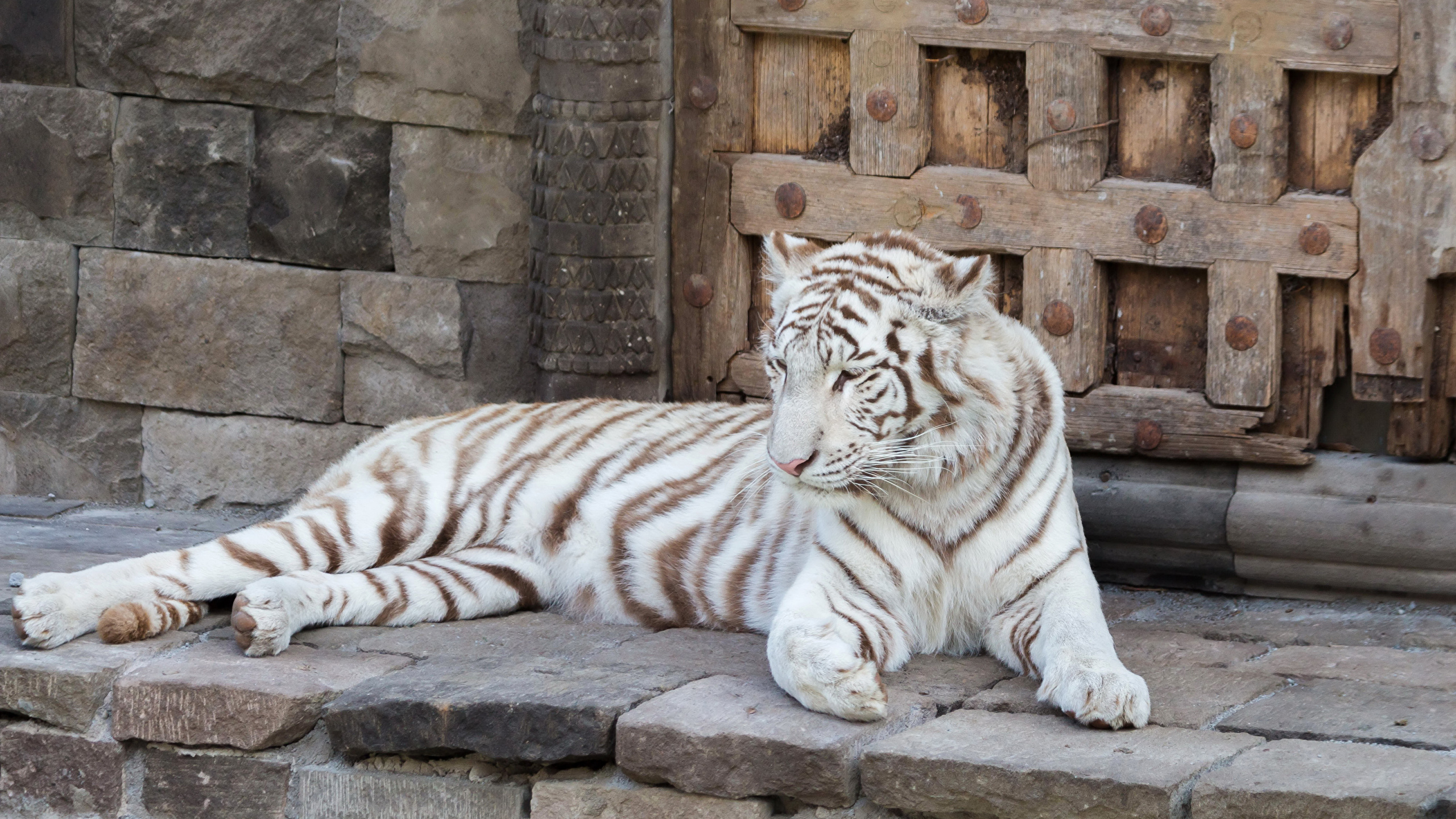Fondos De Pantalla 2560x1440 Grandes Felinos Tigris Blanco