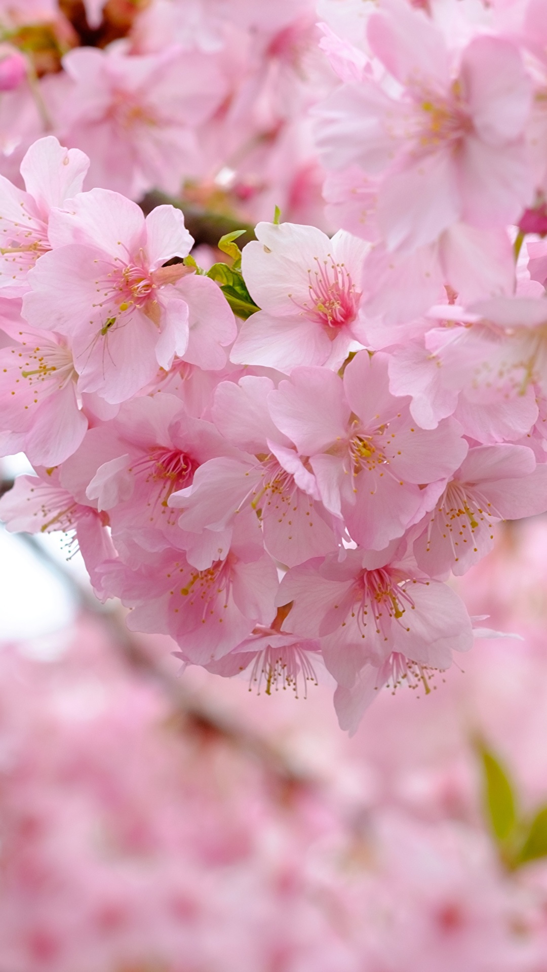 Fondos de Pantalla 1080x1920 De cerca Floración de árboles Sakura (cerezo)  Rosa color Flores descargar imagenes