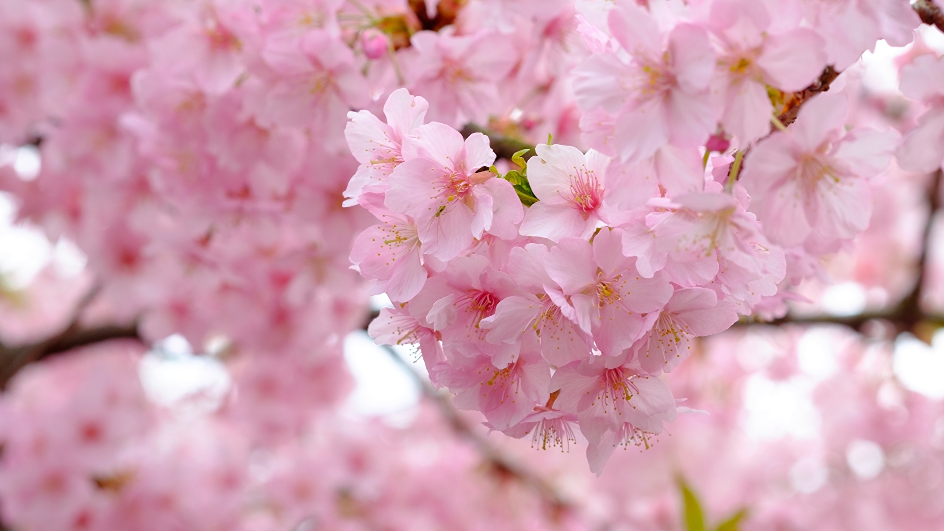 壁紙 19x1080 クローズアップ 花の咲く木 サクラ ピンク 花 ダウンロード 写真