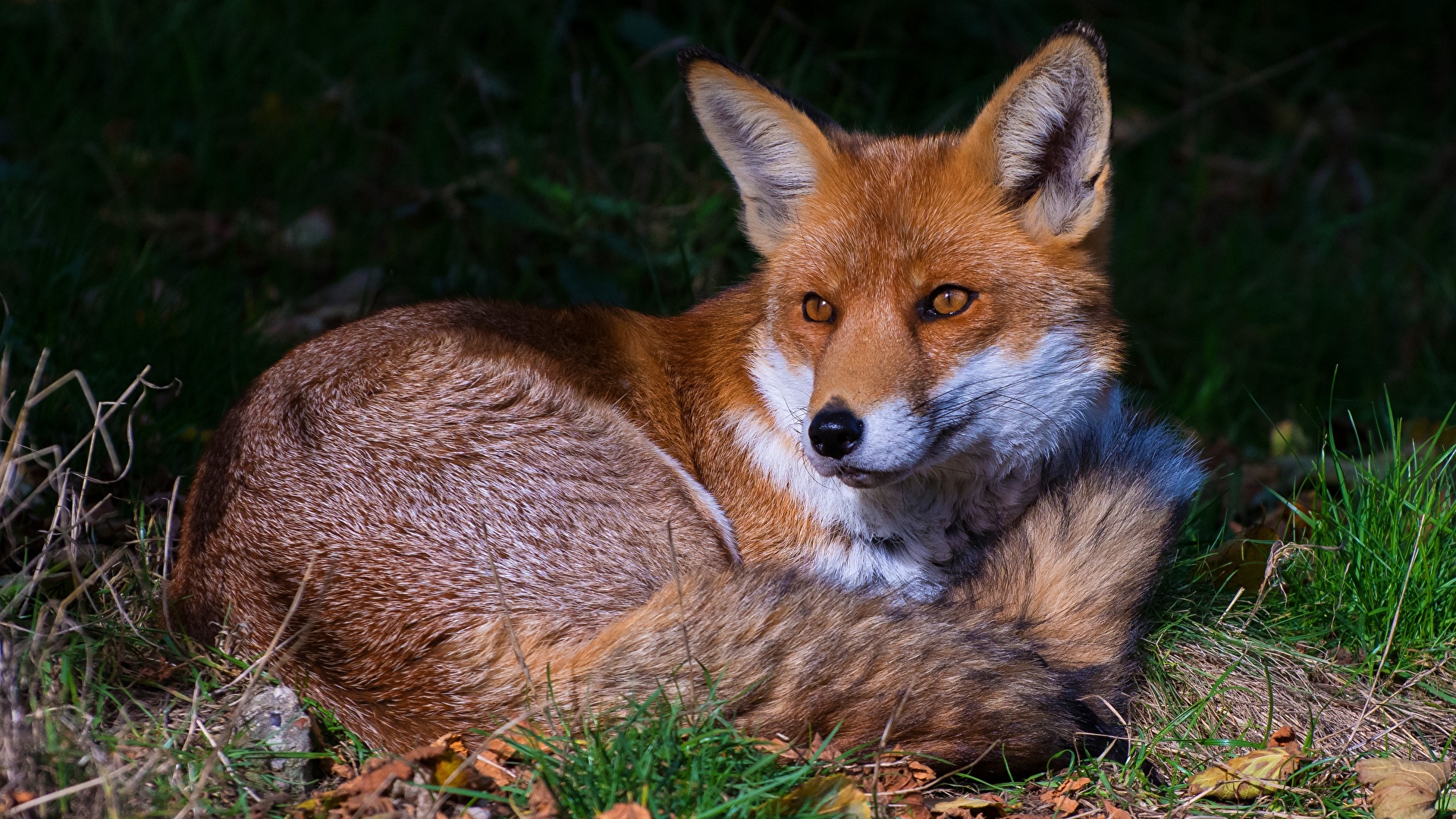 Photos Foxes Animals 1920x1080