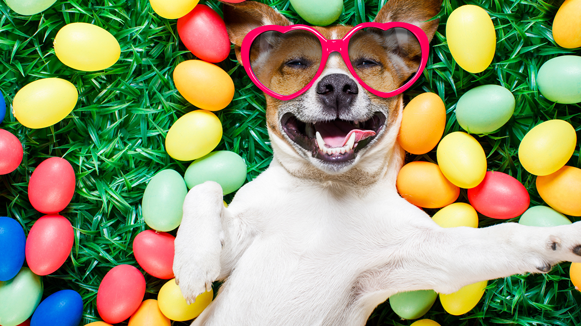 壁紙 19x1080 祝日 復活祭 イヌ 卵 眼鏡 ジャック ラッセル テリア おもしろい 微笑み 動物 ダウンロード 写真