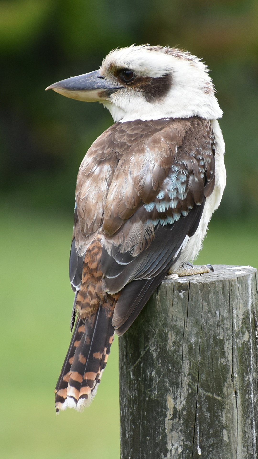 Kookaburra Pictures | Download Free Images on Unsplash