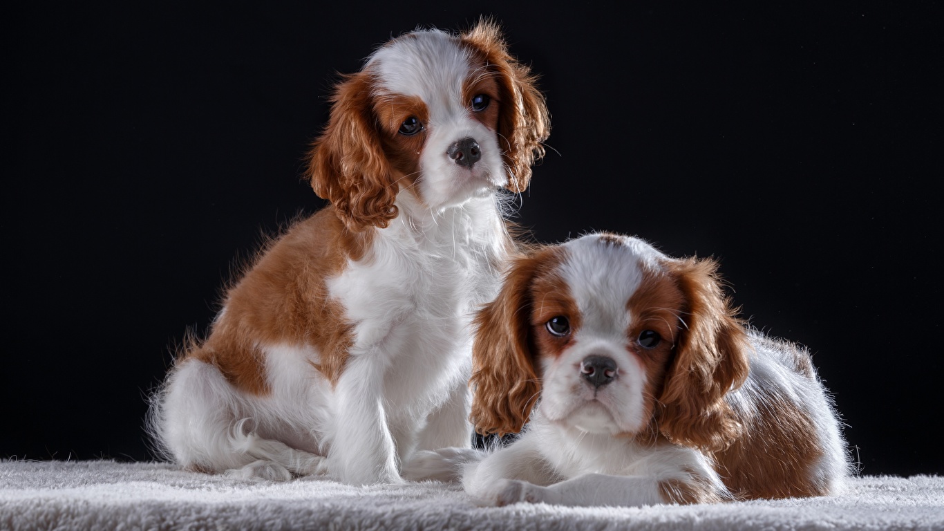 Photos King Charles Spaniel Dogs 2 animal 1366x768