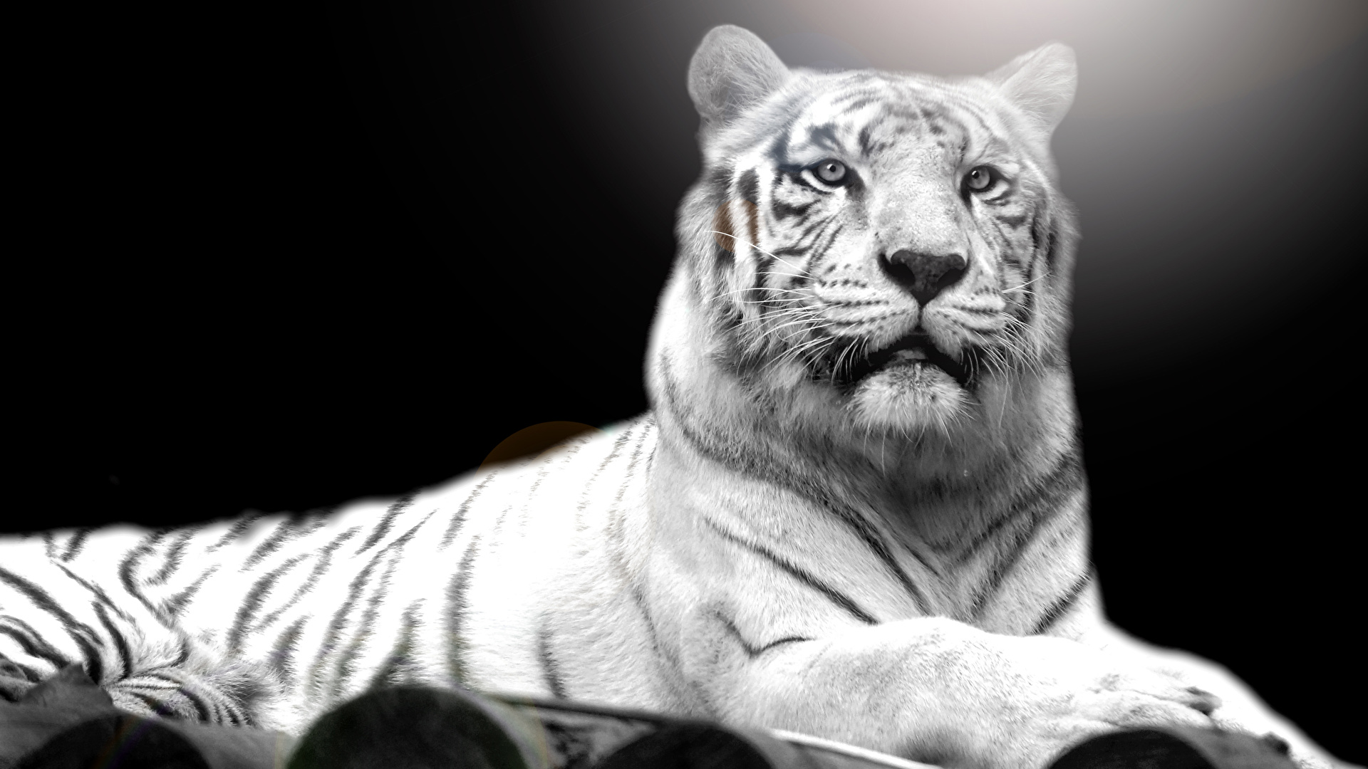 Wallpaper Tigers White Glance Animal 19x1080