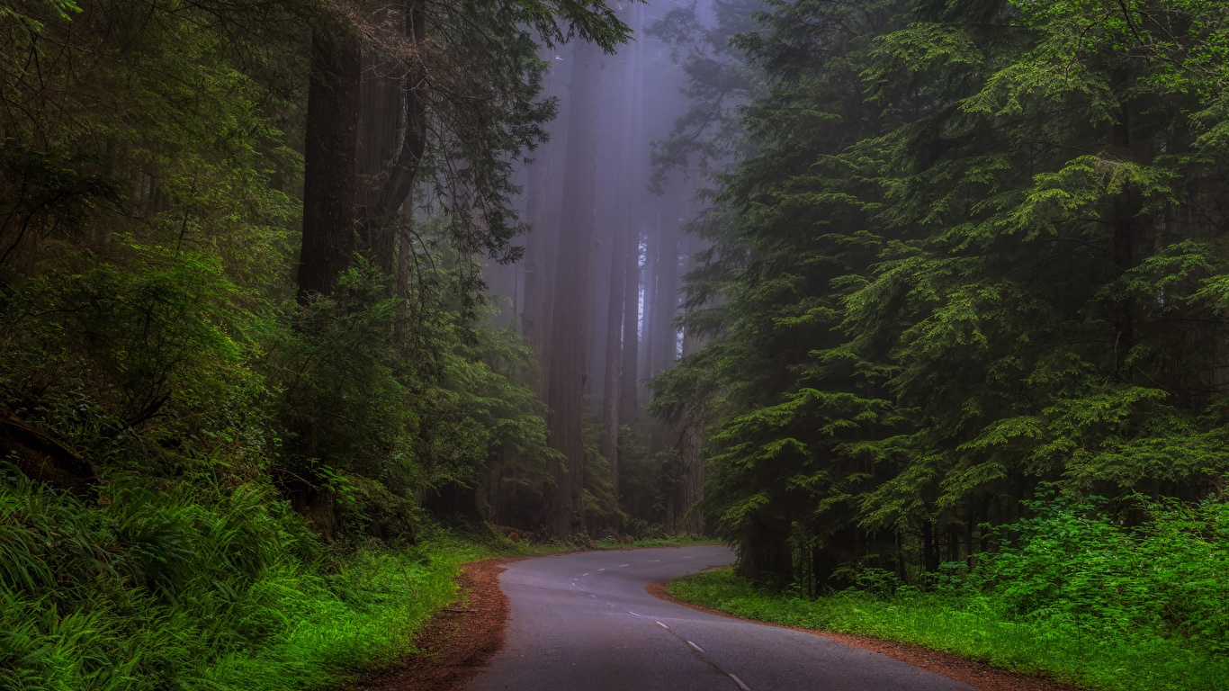 Road in a forest, forest, green 1366x768, road, HD wallpaper