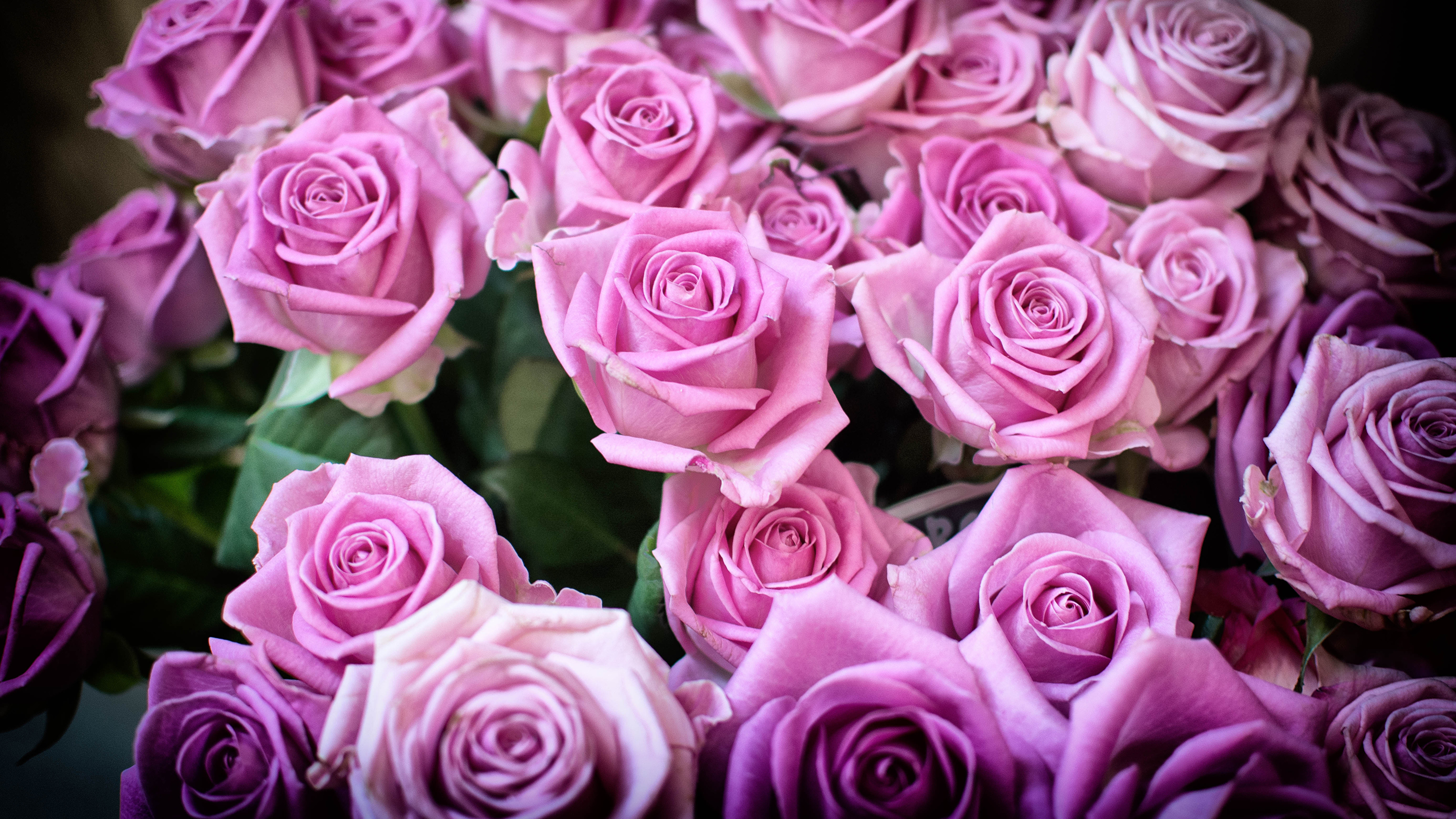Обои розочки. Роскошные цветы. Розовые розы. Шикарные цветы.