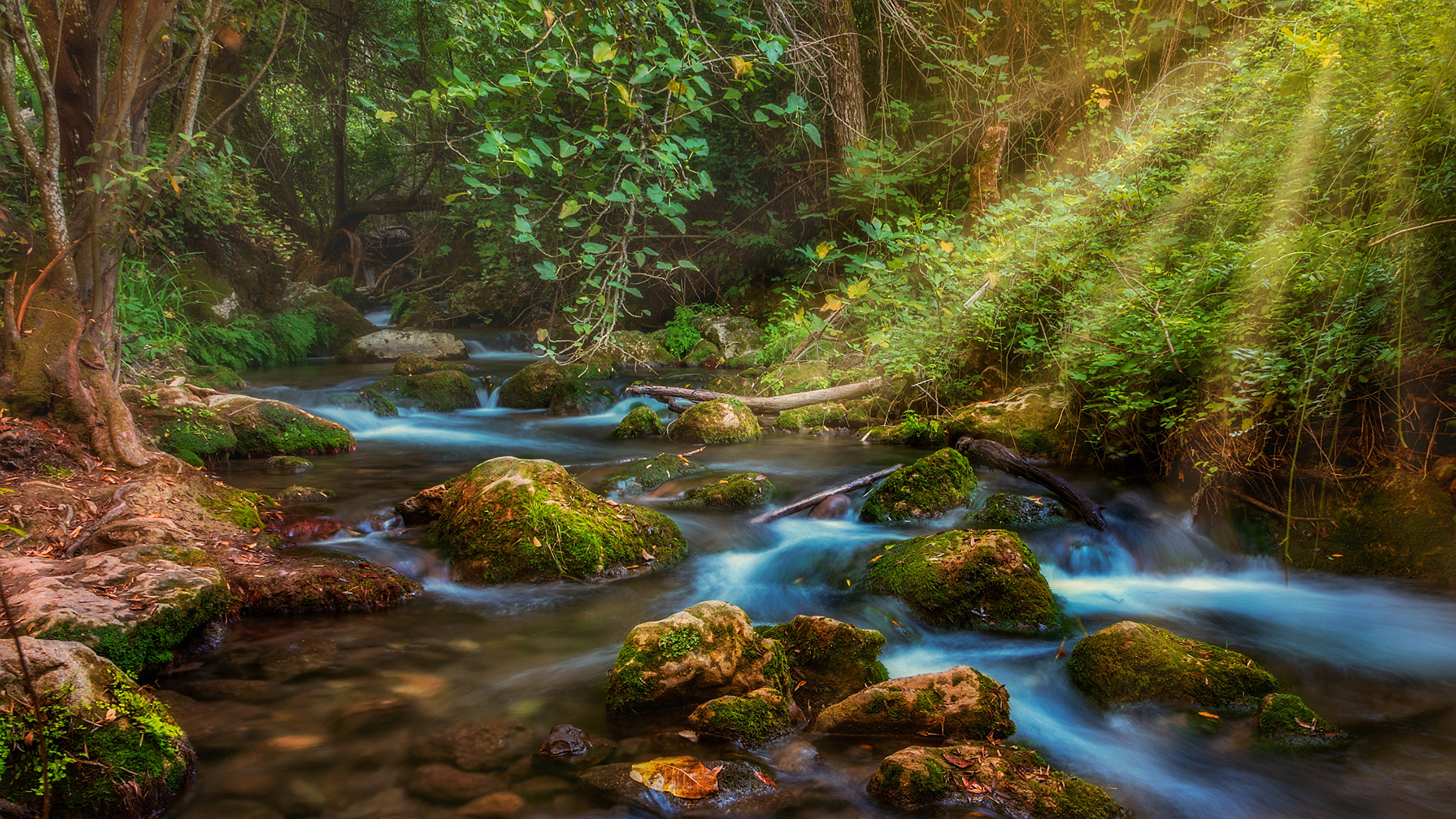forest streams