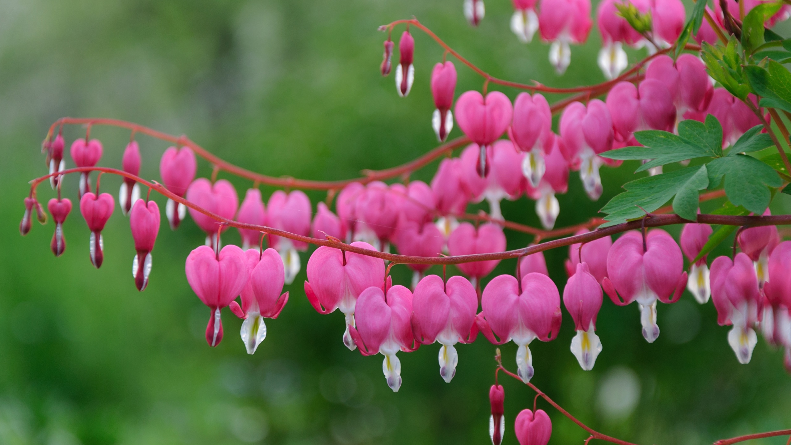 Images Flowers Dicentra Branches 2560x1440