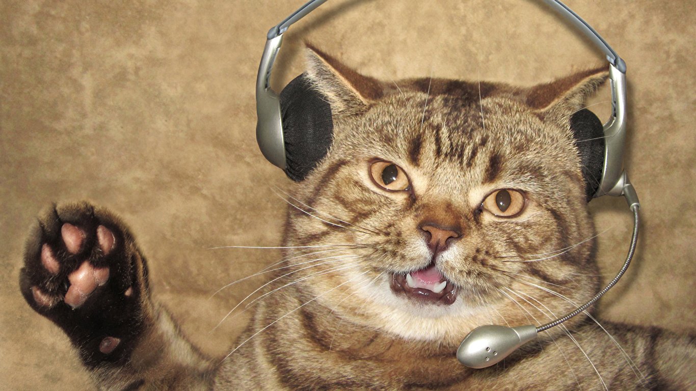 壁紙 1366x768 クリエイティブ 飼い猫 おもしろい ヘッドフォン マイクロフォン 動物 ダウンロード 写真