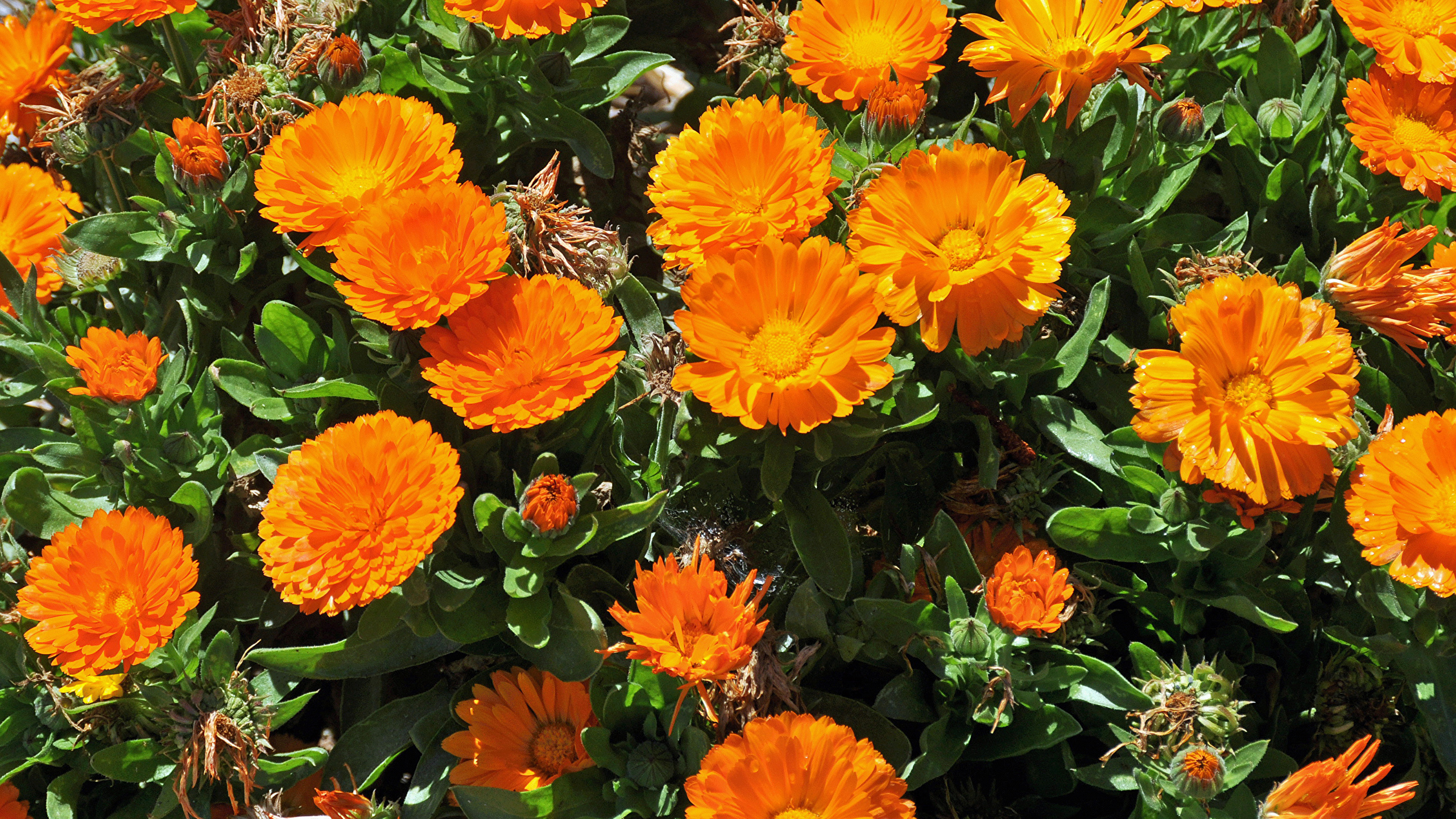 Wallpaper flower, bloom, marigold, blur desktop wallpaper, hd image,  picture, background, e38841 | wallpapersmug