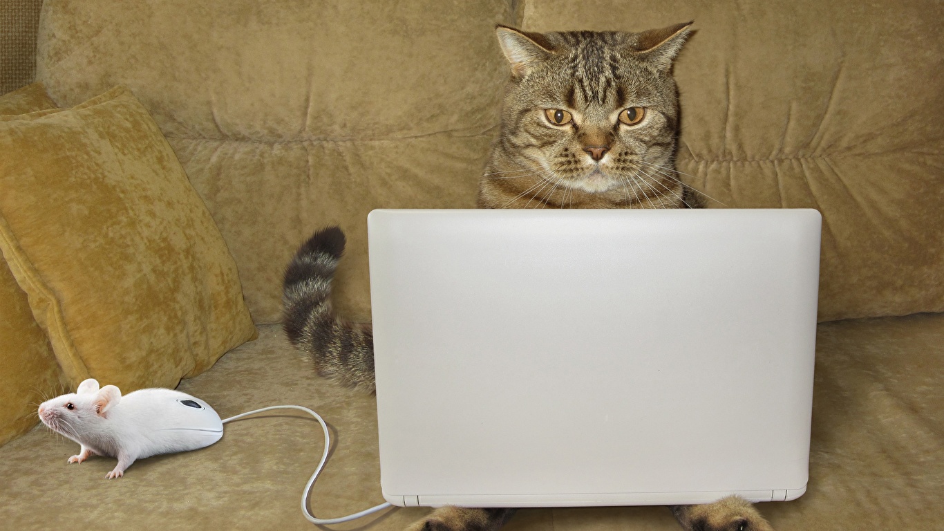 壁紙 1366x768 飼い猫 ネズミ ノートパソコン ソファ おもしろい 動物 ユーモア ダウンロード 写真