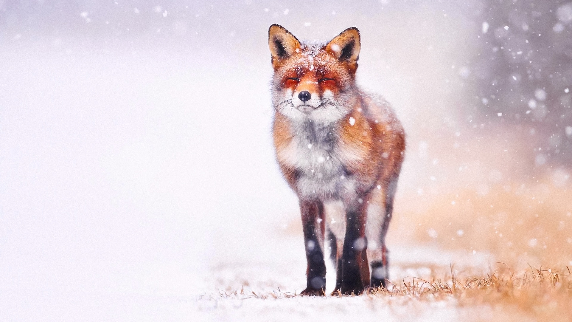 Fonds D Ecran 1920x1080 Renards Flocon De Neige Animaux