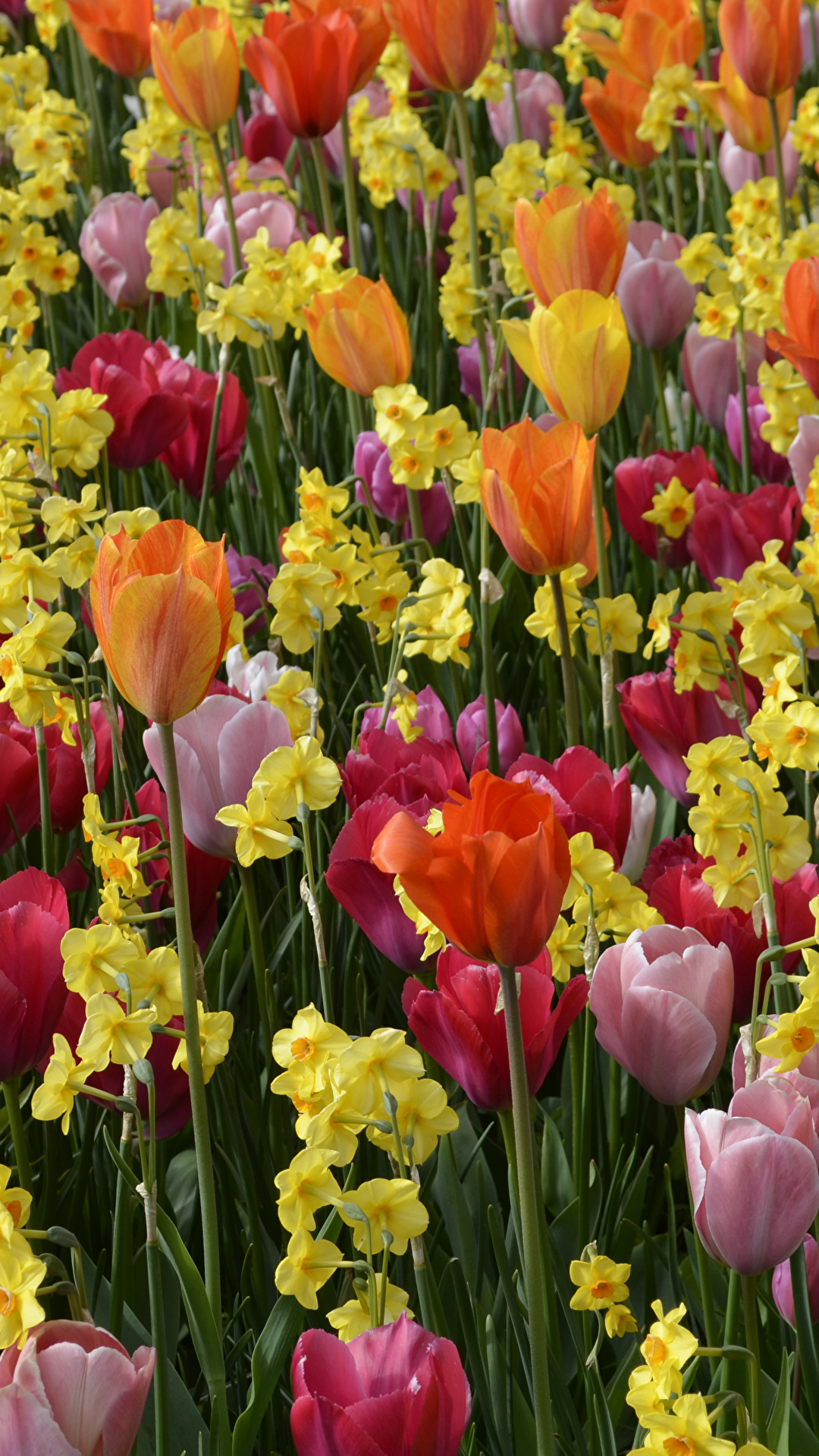 Image Tulips flower Daffodils Many 1080x1920